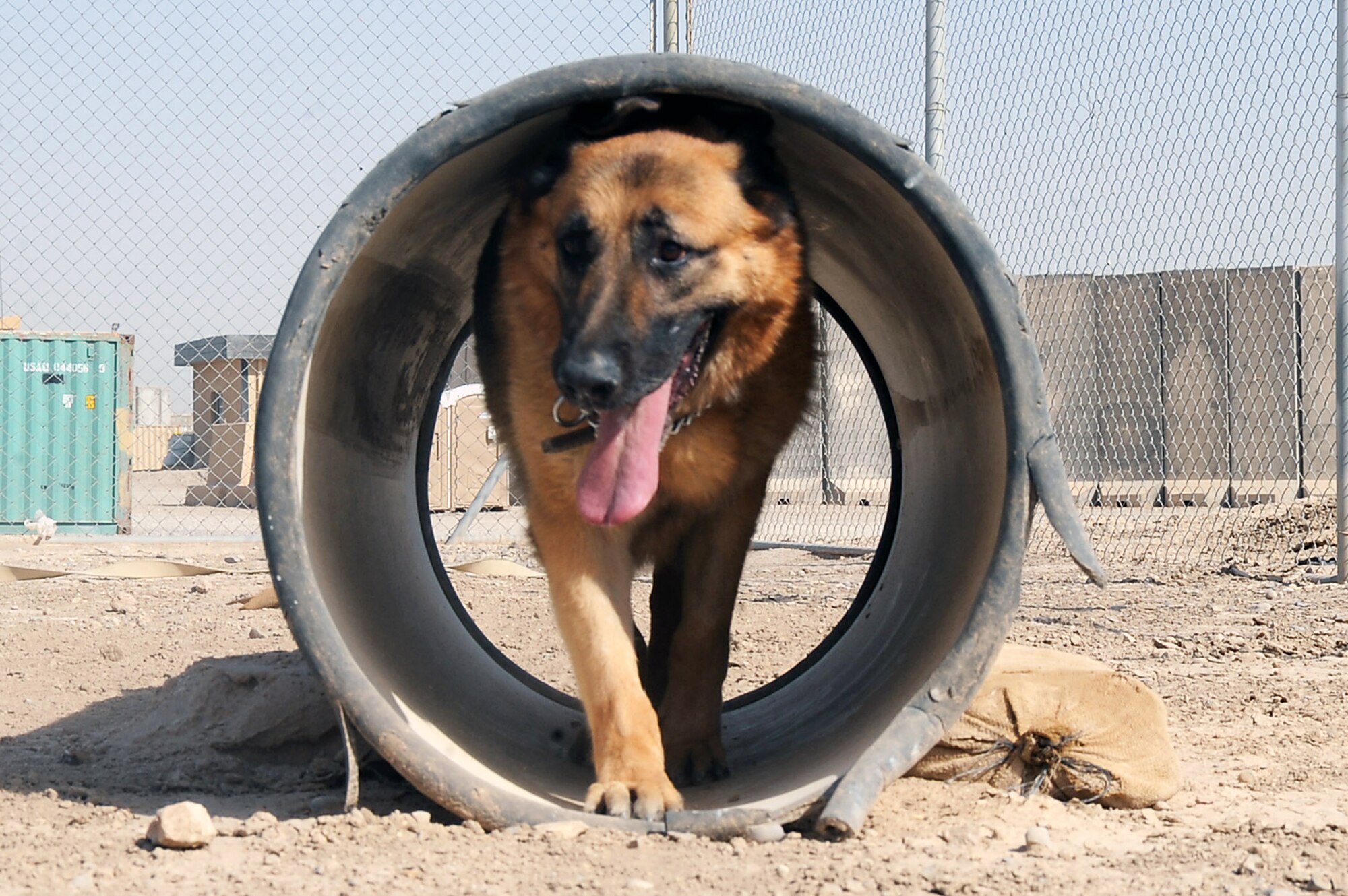 Goro trains July 7 at Ali Base, Iraq. The 8-year-old military working dog with the 407th Provost Marshal Office deployed here June 27 and died July 28 of natural cuases. This was his sixth deployment. Goro was deployed from Ramstein Air Base, Germany, with his handler Staff Sgt. Sean Neisen. (U.S. Air Force photo/Tech. Sgt. Sabrina Johnson) 
