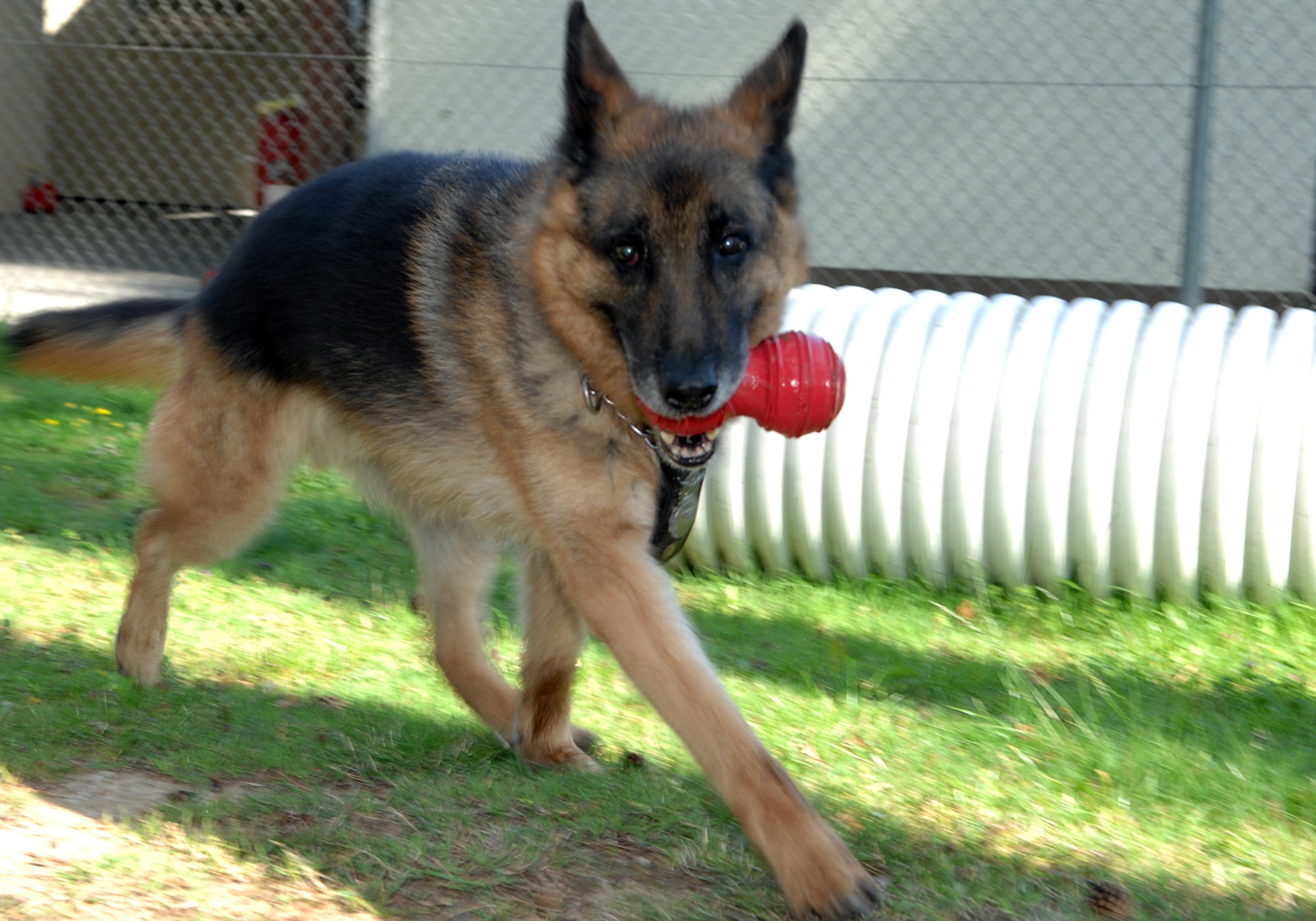 SPANGDAHLEM AIR BASE, Germany — Ricky, a German Shepherd assigned to the 52nd Security Forces Squadron, runs with a chew toy July 31, 2008, as he plays with his handler prior to his retirement.  Agar is certified in bomb detection and patrol, and following his retirement he is getting adopted by his handler Staff Sgt. David Duty.  (U.S. Air Force photo by Staff Sgt. Logan Tuttle)
