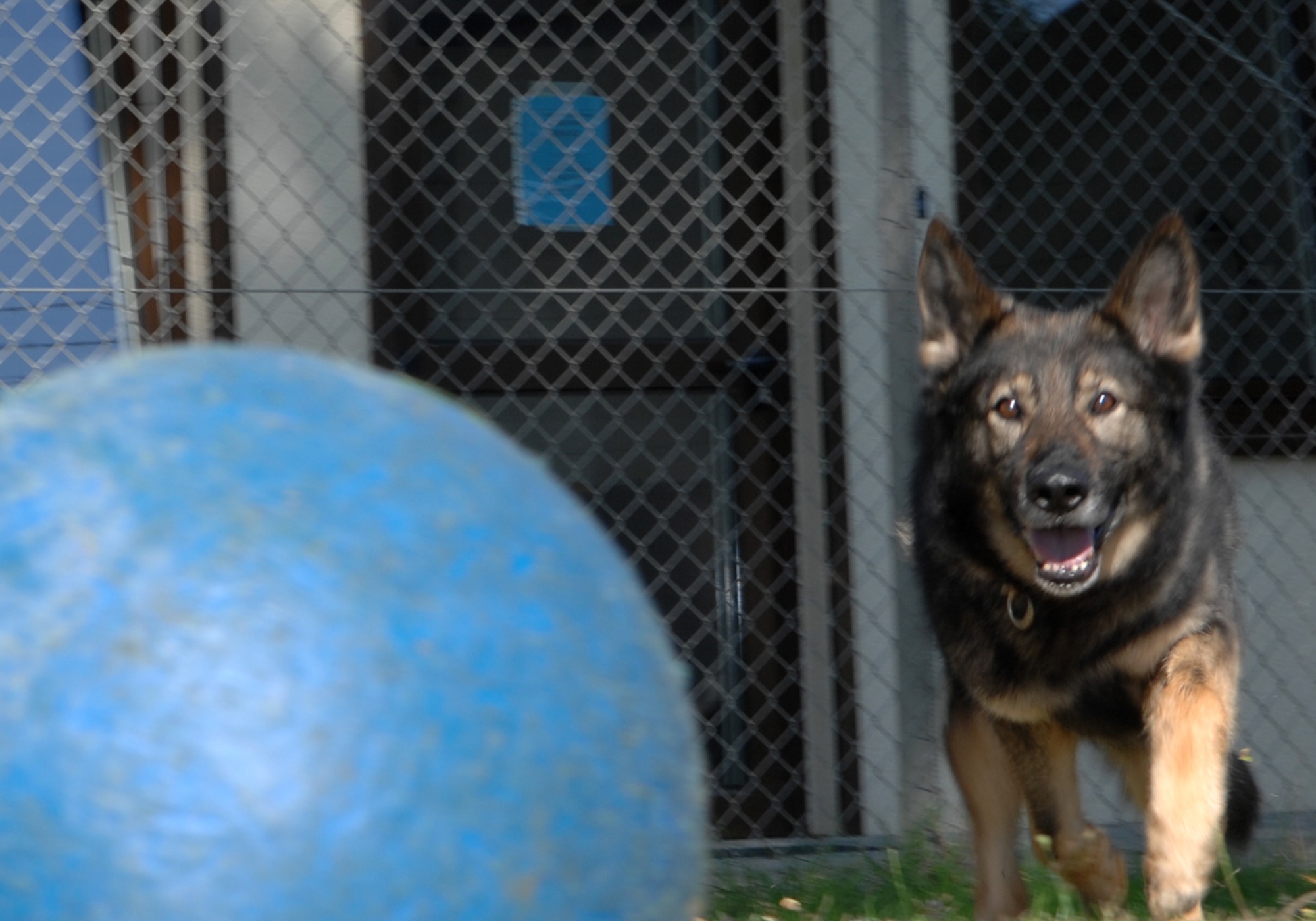 SPANGDAHLEM AIR BASE, Germany — Agar, a German Shepherd assigned to the 52nd Security Forces Squadron, chases his favorite ball July 31, 2008, prior to his retirement.  Agar is certified in bomb detection and patrol, and following his retirement he is getting adopted by his handler Staff Sgt. Tricia Fuller.  (U.S. Air Force photo by Staff Sgt. Logan Tuttle)