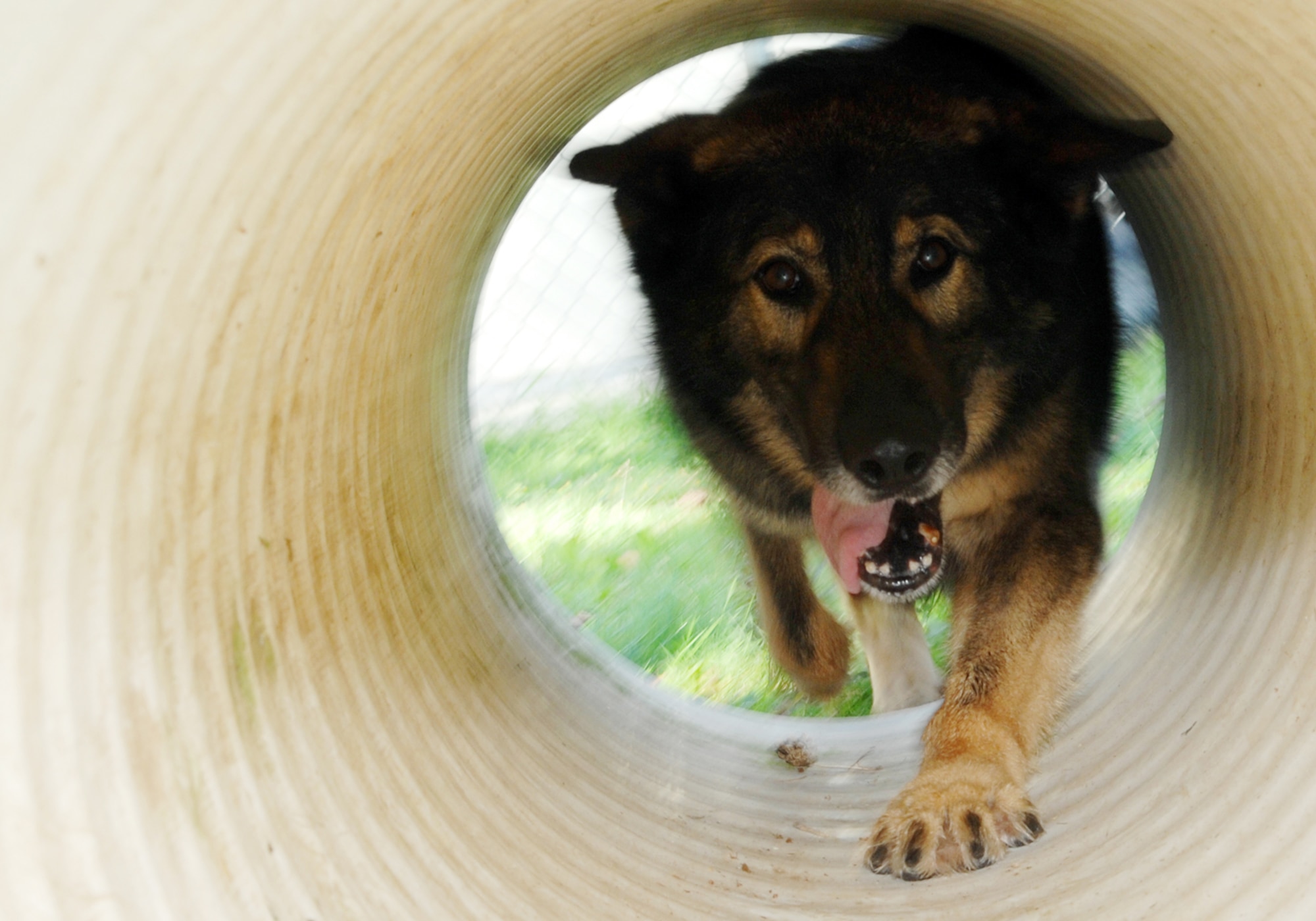 SPANGDAHLEM AIR BASE, Germany — Agar, a German Shepherd assigned to the 52nd Security Forces Squadron, runs through a tunnel July 31, 2008, as he plays with his handler prior to his retirement.  Agar is certified in bomb detection and patrol, and following his retirement he is getting adopted by his handler Staff Sgt. Tricia Fuller.  (U.S. Air Force photo by Staff Sgt. Logan Tuttle)