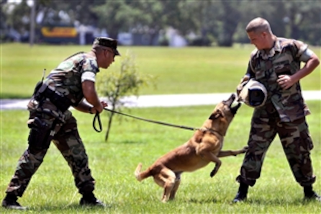 U.S. Navy Petty Officer 2nd Class Adam Taylor performs patrol aggression training with Drumo, a Belgian Malinois, as he subdues Petty Officer 2nd Class Joshua Johnson on Naval Air Station Pensacola, Fla., July 28, 2008. Taylor and Johnson are assigned to the assigned to Naval Air Station Pensacola Security Force. 