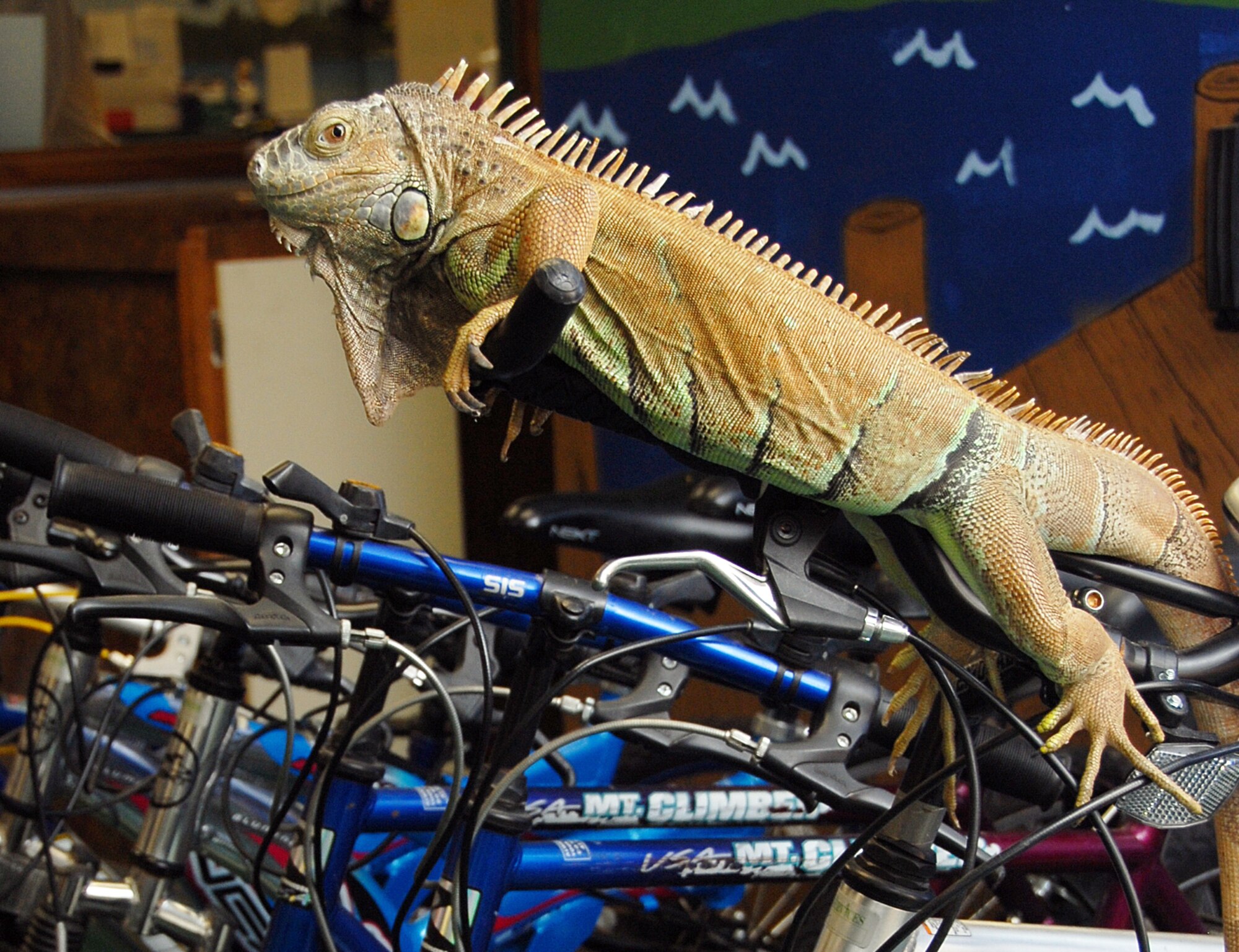 Leowanna the Iguana rests on her favorite perch, mountain bike handlebars at the Altus Air Force Base Outdoor Recreation Office. The mascot for ODR for the past four years, Leowanna has free range of the facility and has startled quite a few customers. (U.S. Air Force photo/Airman 1st Class Cherice I. Bryant)