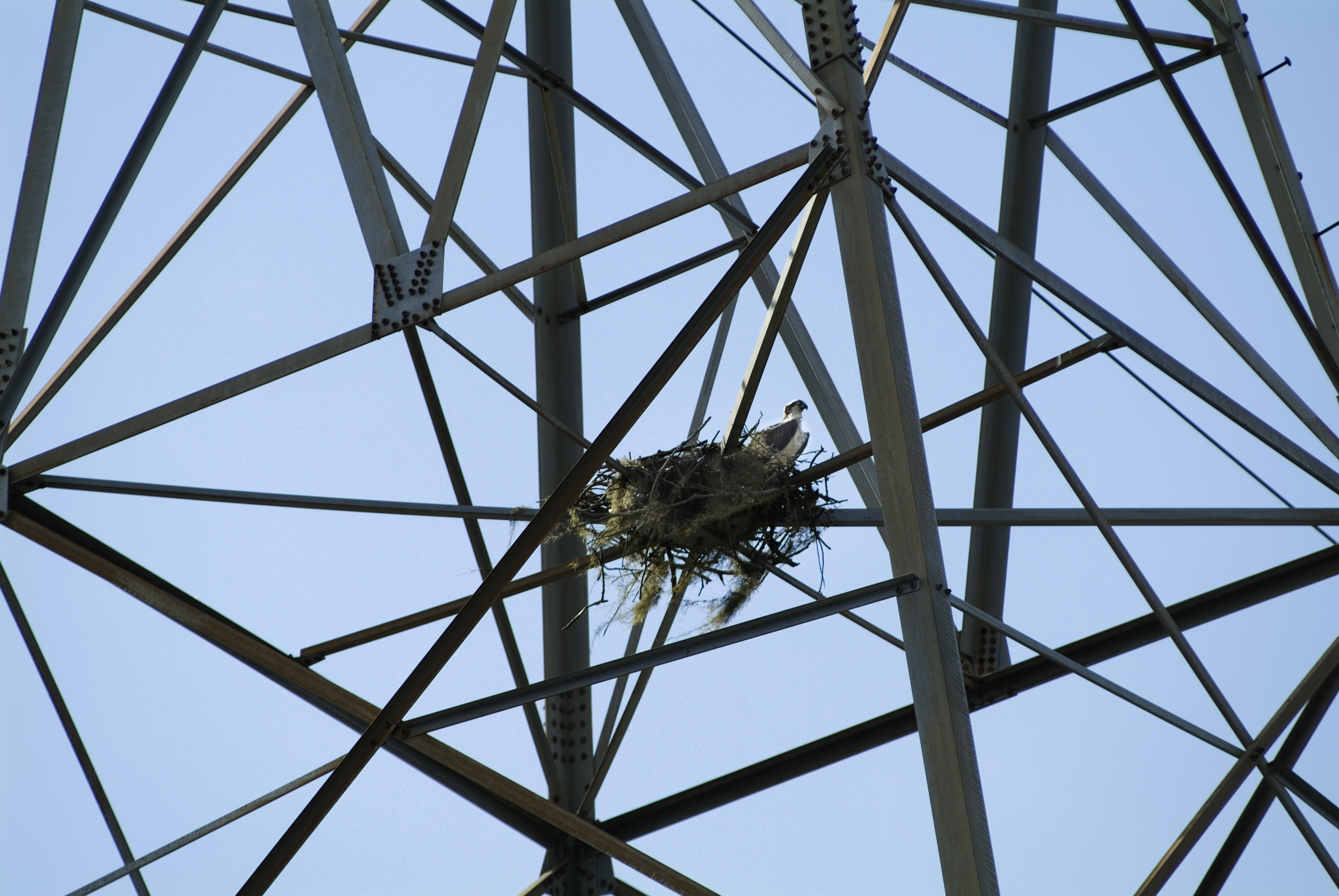 Ospreys Roost Near Falcon Park > Keesler Air Force Base > Article Display