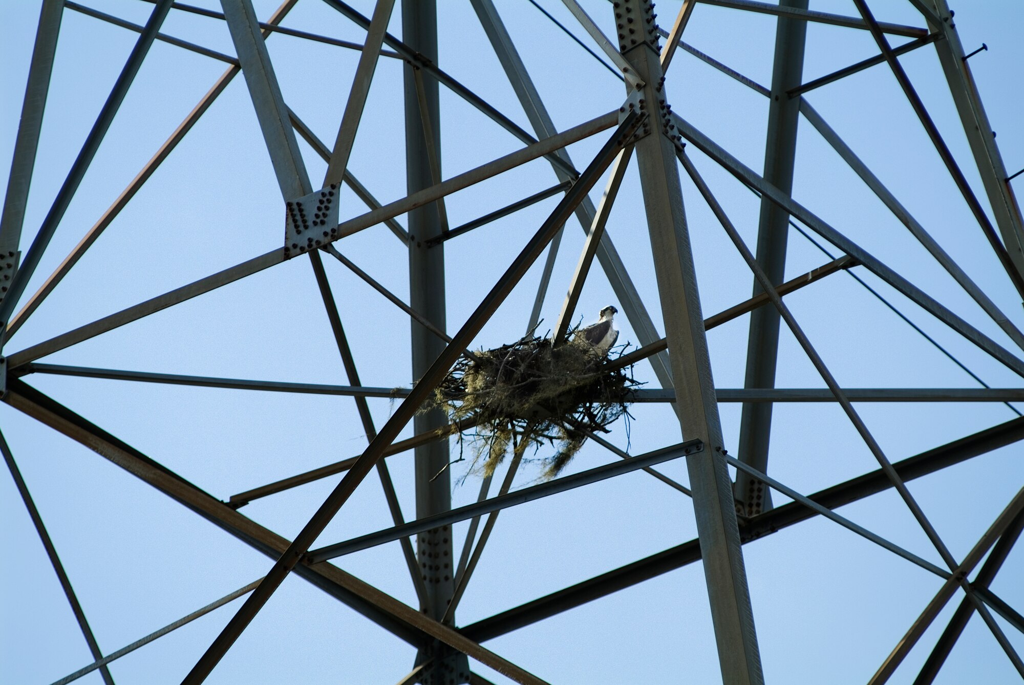 Ospreys are nesting near Biloxi’s Back Bay in high-voltage electric towers north of the Veterans Affairs Medi-cal Center.  The nests of the fish-eating hawks are near the new housing construction in Keesler’s Falcon Park. According to 1st Lt. Justin Delorit, 81st Civil Engineer Squadron, the proximity of the birds is a reminder of the importance of protecting and preserving the environment during the building process.  (U.S. Air Force photo by Herb Welch)