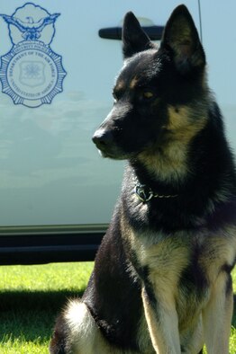 FAIRCHILD AIR FORCE BASE, Wash. –Bono, 92nd Security Forces Squadron military working dog, sits alert, awaiting a command from his handler. The MWDs provide a physiological deterrent for possible aggressors plotting against an installation, the Air Force, the Department of Defense, the military and the public. (U.S. Air Force photo / Senior Airman Jocelyn A. Ford)