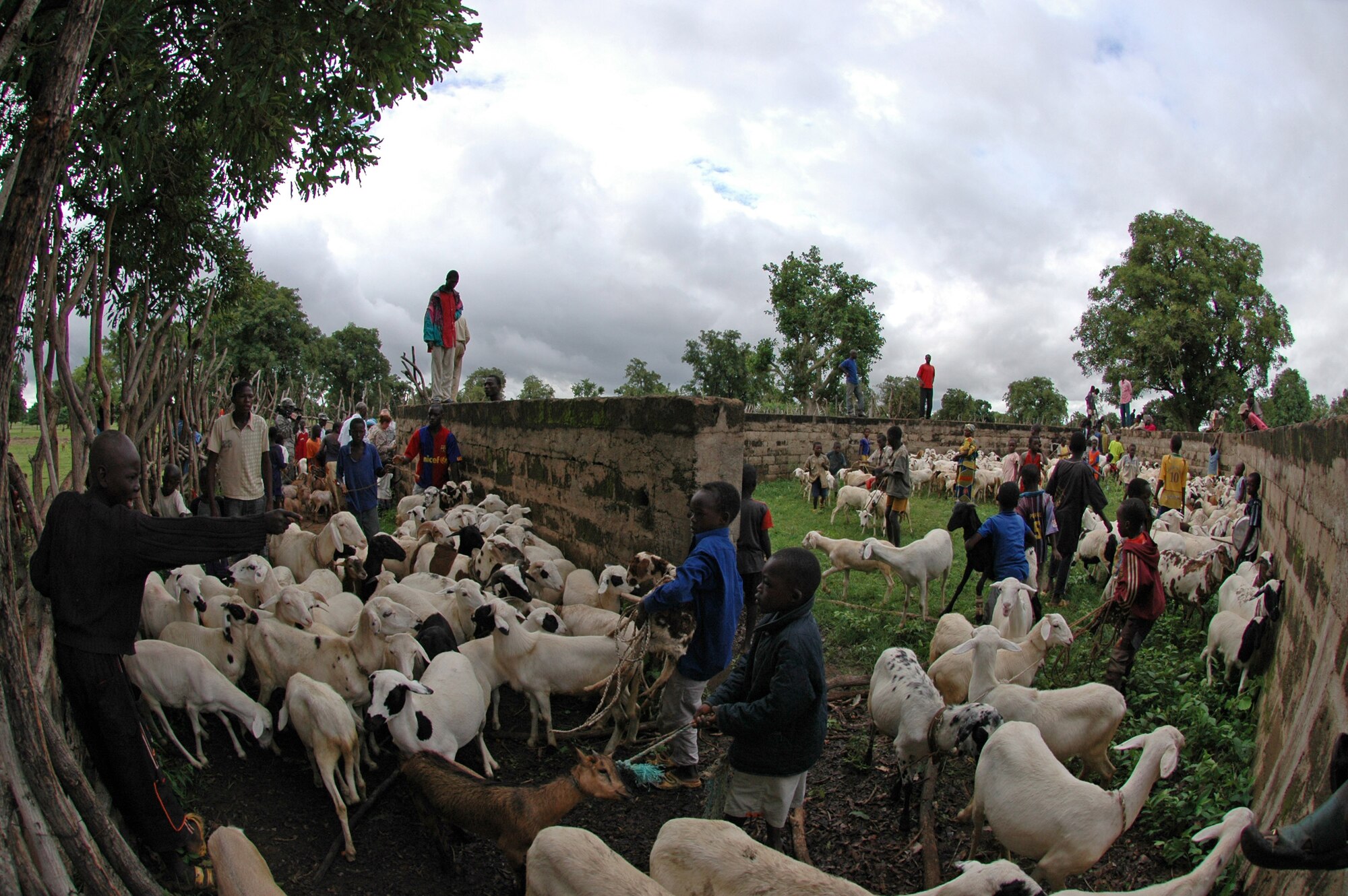 Malian herders funnel sheep and goats into a corral to be seen by American veterinarians July 21 in a village outside of Bamako, Mali. More than 4,000 sheep were dewormed and vaccinated during a series of humanitarian and outreach assistance in villages outside of Bamako. More than 90 servicemembers deployed to Mali for the medical training exercise to enhance medical capabilities and readiness for U.S. and African forces. (U.S. Air Force photo/Senior Airman Justin Weaver) 
