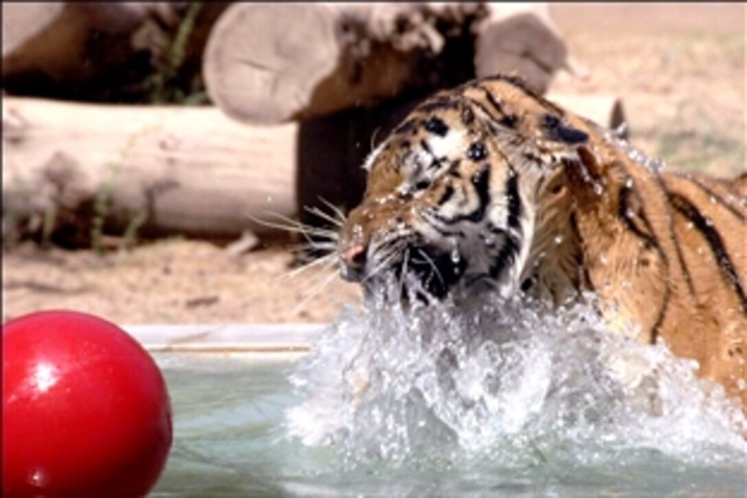 Riley, a newly donated tiger to the Baghdad Zoo, frolics in the water basin of his enclosure as he makes his public debut at the Baghdad Zoo in Iraq, Aug. 8, 2008. Riley and his breeding partner, Hope, arrived in good health and have settled in comfortably to their new homes, according to the zoo's director. The tigers are a gift from the Conservators' Center in North Carolina.
                            
