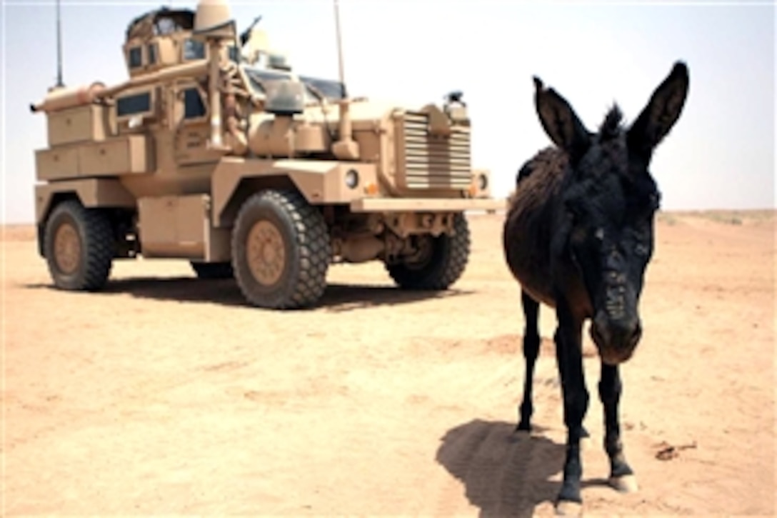 A donkey stands in front of a Mine Resistant Armor Protected vehicle near a rapid refueling point in the Jazirah Desert of Iraq, July 25, 2008. The Marines are assigned to the Marine Wing Support Squadron 172 and are securing the area as a part of Operation Defeat Al Qaeda in the North. 