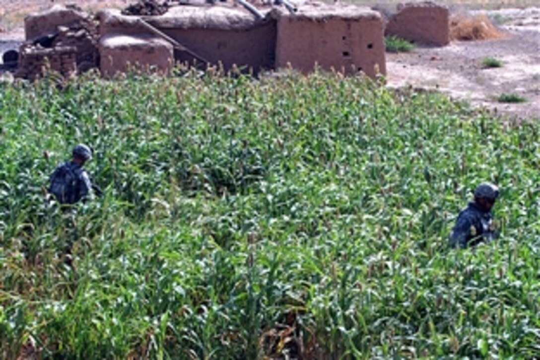 U.S. Army soldiers search a cornfield in the village of Hegnah, Iraq, during Operation Summit Pursuit, Aug. 5, 2008. The soldiers are assigned to the 10th Mountain Division's Company D, 2nd Battalion, 22nd Infantry Regiment. 