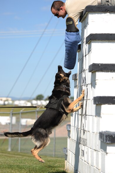 ELLSWORTH AIR FORCE BASE, S.D. -- Staff Sgt. Curtis Lock, 28th Security Forces Squadron military working dog handler, plays the role of a decoy for Artos, Aug. 13. Handler’s challenge the dogs in multiple exercises in the course, which is a no-blouse, no-hat area, to help the dogs adapt to different situations they may encounter while carrying out their duties. (U.S. Air Force photo/Airman Corey Hook) 


