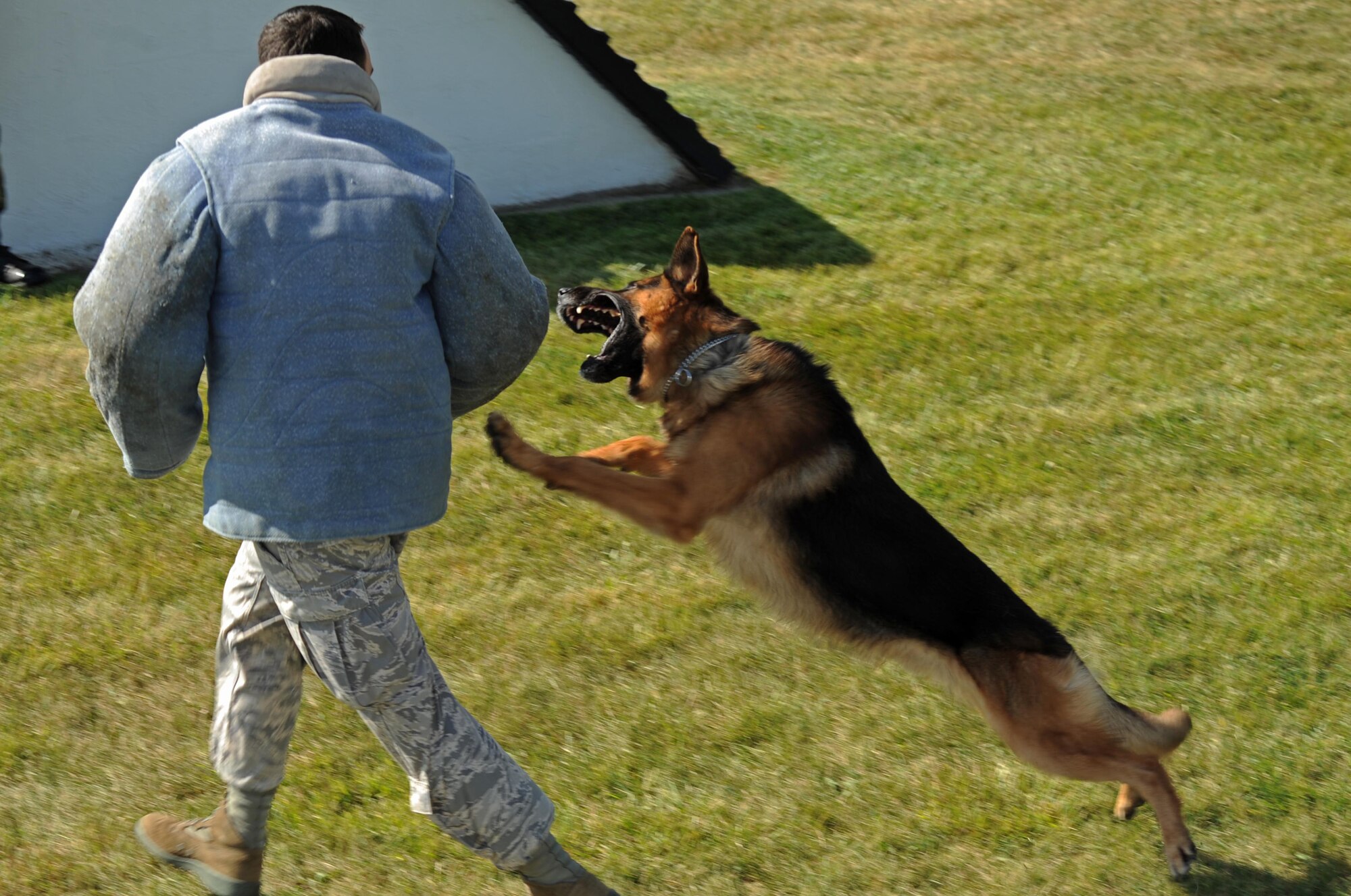 Rudy, military working dog, attacks Senior Airman Nathaniel Johnson, 28th Security Forces Squadron military working dog handler, during aggression training here, Aug. 13. Military working dogs are trained several times a week to hone their skills. (U.S. Air Force photo/Airman Corey Hook) 
