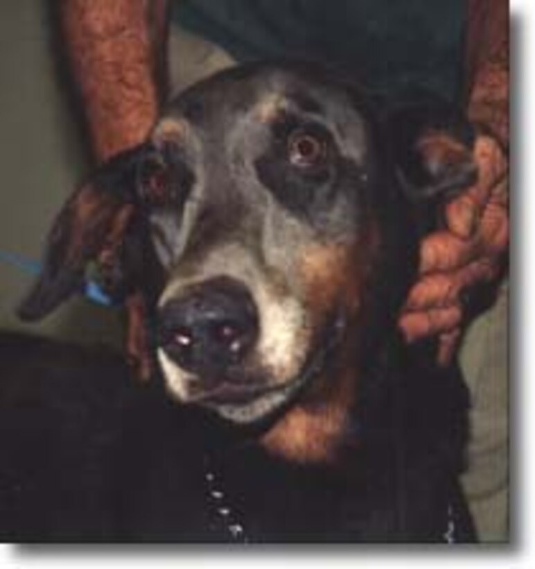 The Doberman pinscher is one of three breeds now banned from Ellsworth military family housing as of July 26. The other two banned breeds are the Pit Bull and Rottweiler. Owners of these breeds who registered them prior to July 26 will be protected under a grandfather clause; however must now exhibit extra precautions when taking these dogs in public areas. (Courtesy photo/www.chesterfield.gov) 