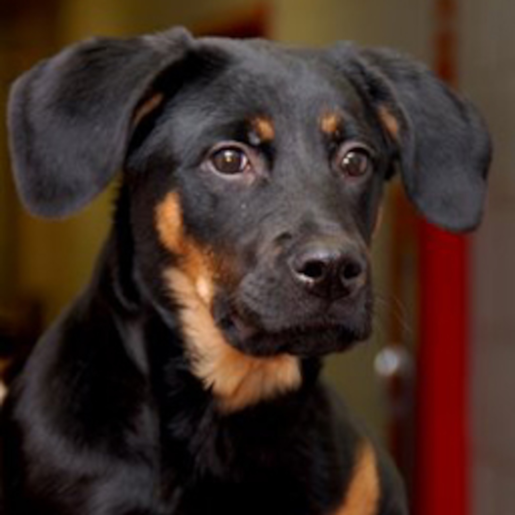 The Rottweiler is one of three breeds now banned from Ellsworth military family housing as of July 26. The other two banned breeds are the Pit Bull and Doberman pinscher. Those found not in compliance with the new regulations are subject to removal from military family housing at their own expense. (Courtesy photo/www.franklincountyohio.gov) 