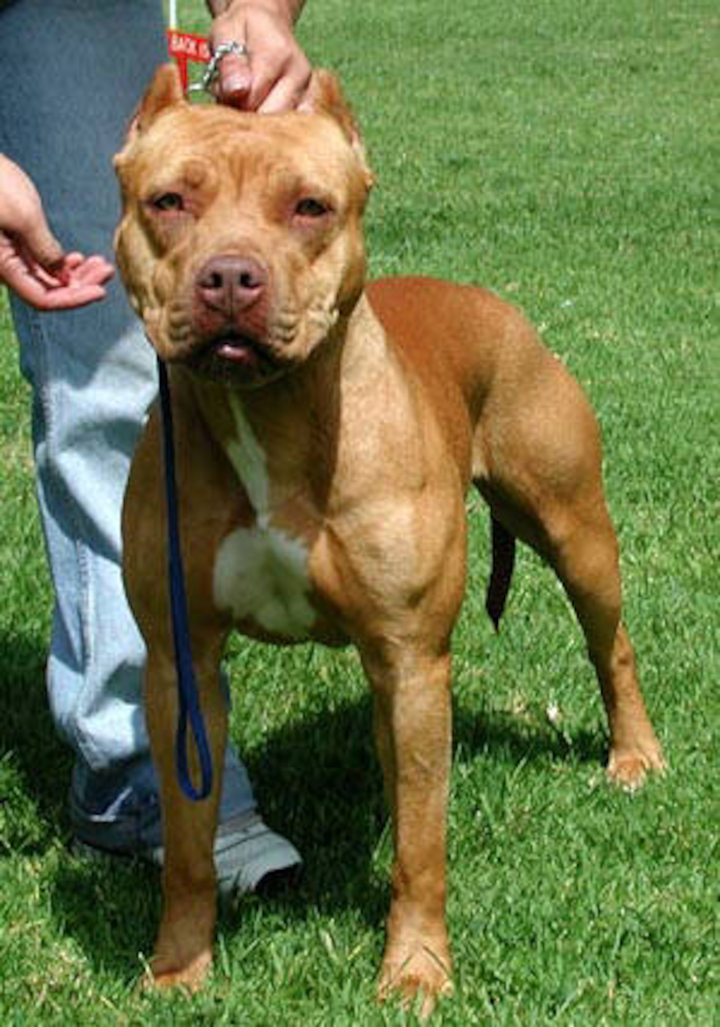 The Pit Bull is one of three breeds now banned from Ellsworth military family housing as of July 26. Pet policies came under change review after a pair of Pit Bulls attacked a servicemember's dependent in the Dakota Ridge housing area. The other two banned breeds are the Rottweiler and Doberman pinscher. (Courtesy photo/www.sjc.utah.gov) 
