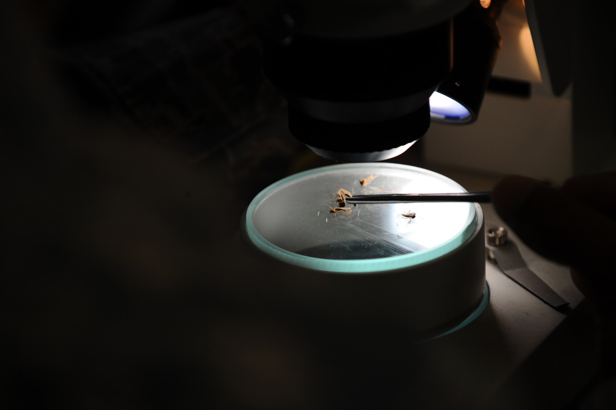 Tech. Sgt. Christopher Beach identifies the species of mosquitoes under a microscope Aug 14, 2008 at Eielson Air Force Base, Alaska. Sergeant Beach has 20 strategically placed mosquito magnets around base to capture, identify, count and send off mosquitoes to be tested for diseases, last year he caught over three million mosquitoes. He is assigned to the 354th Civil Engineer Squadron entomology shop.  (U.S. Air Force photo by Airman 1st Class Jonathan Snyder) (Released)