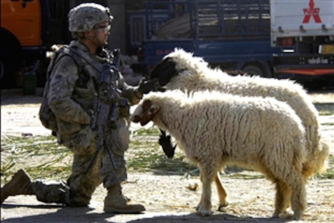 U.S. Army Spc. Anthony Astorga shoos away sheep while maintaining security during a patrol through Jameela Market in the Sadr City district of Baghdad, Iraq, Aug. 14, 2008. Astorga is assigned to Company R, 1st Battalion, 6th Infantry Regiment. 
