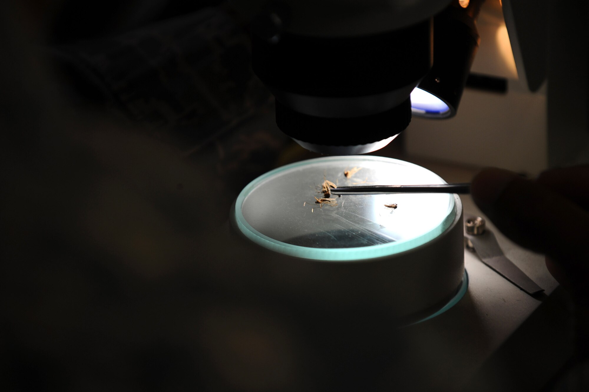 Tech. Sgt. Christopher Beach identifies the species of mosquitoes under a microscope Aug. 14. Sergeant Beach has 20 strategically-placed mosquito magnets around the base to capture, identify, count and send mosquitoes to be tested for diseases. Last year, he caught more than 3 million mosquitoes. He is assigned to the 354th Civil Engineer Squadron entomology shop. (U.S. Air Force photo/Airman 1st Class Jonathan Snyder)