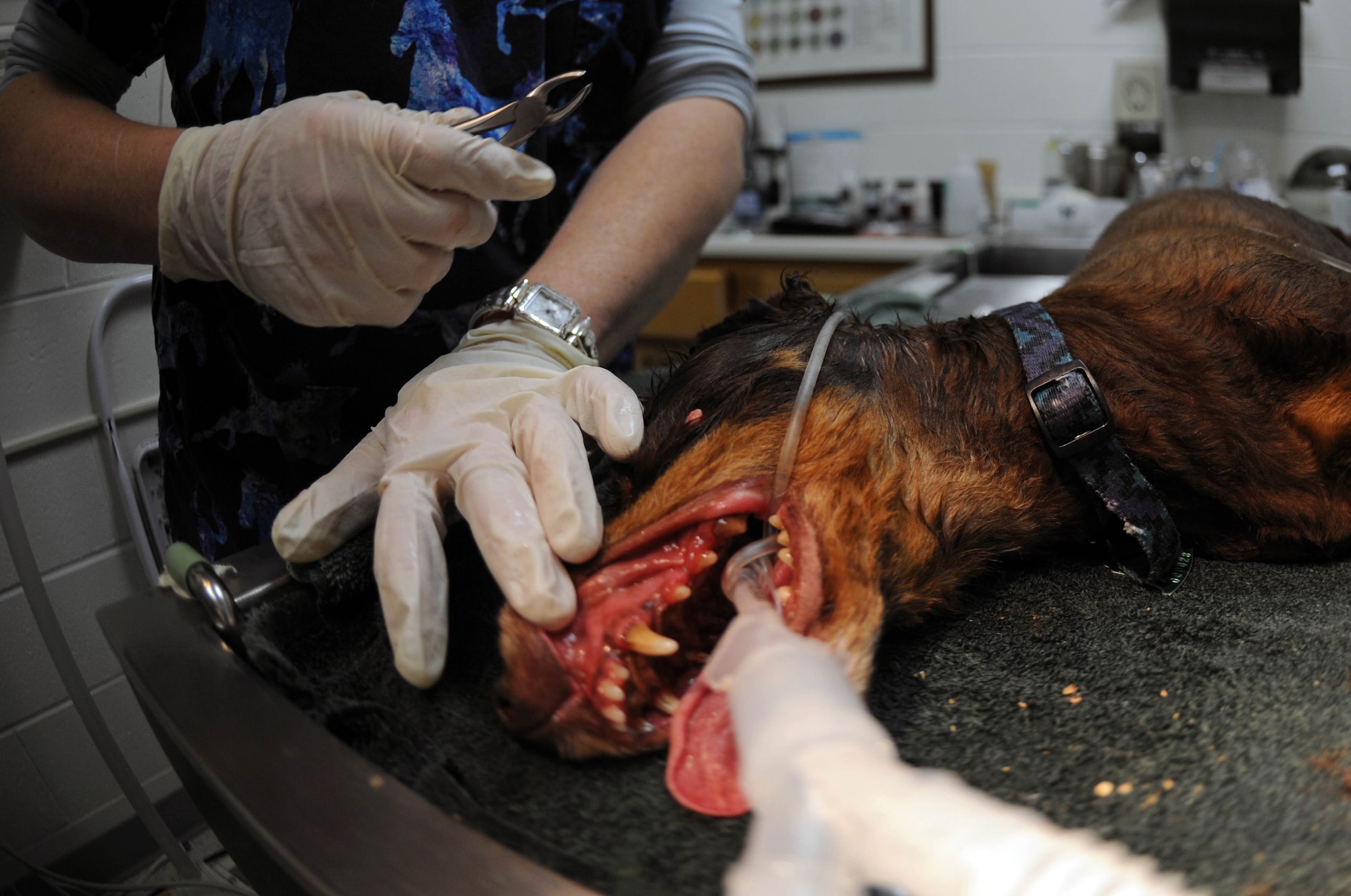 Sharon Bolda, Ellsworth Veterinary Clinic licensed veterinarian technician, prepares to use veterinary pliers to remove tartar from Precious's teeth here, Dec. 1. Teeth cleaning is important for all dogs, including both military working dogs and family pets, in order to prevent diseases, such as Gingivitis. For more information on scheduling an appointment call 385-1589. (US Air Force photo/Airman Corey Hook)