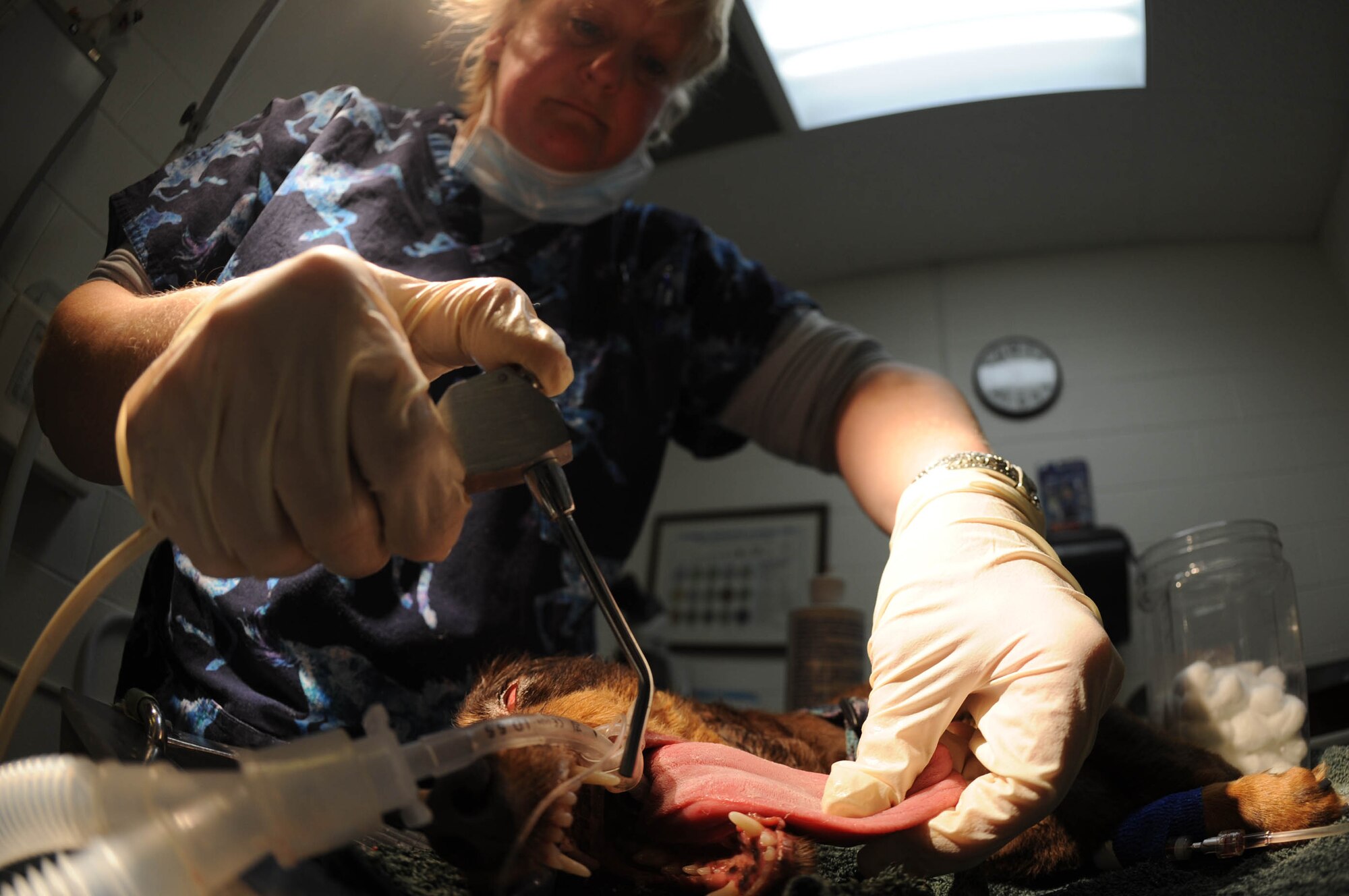 Sharon Bolda, Ellsworth Veterinary Clinic licensed veterinarian technician, uses a irrigation tool to clean Precious's teeth here, Dec. 1. Teeth cleaning is important for all dogs, including both military working dogs and family pets, in order to prevent diseases, such as Gingivitis. For more information on scheduling an appointment call 385-1589. (US Air Force photo/Airman Corey Hook)