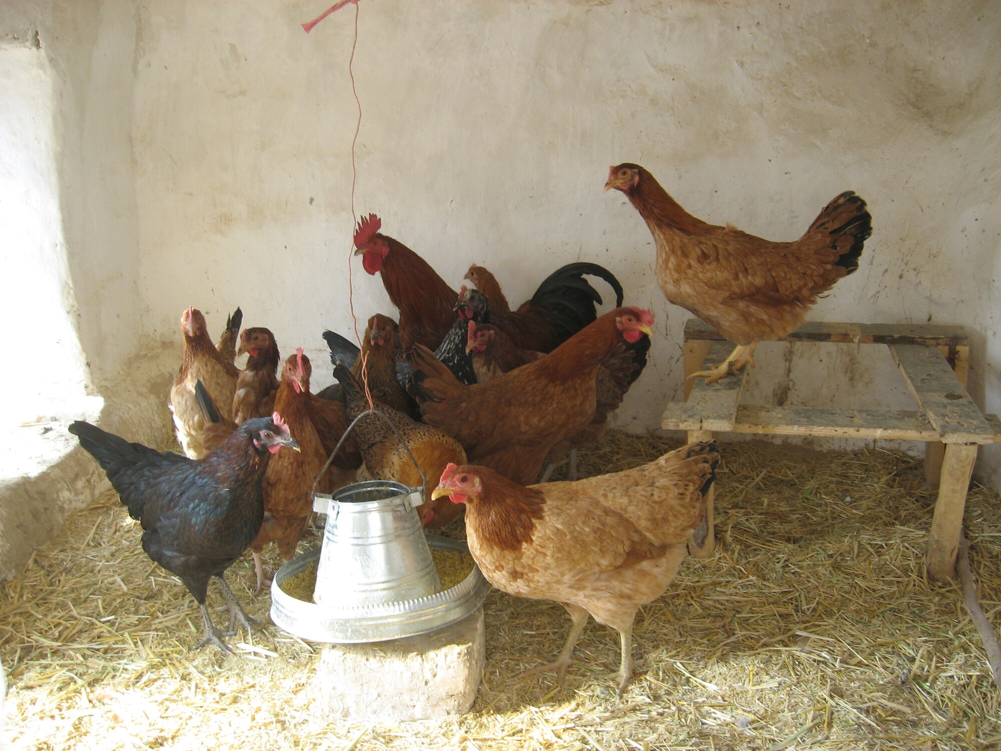 These hens and roosters are part of a project to improve the livelihoods of Afghan women and their families in Anaba District, Panjshir province.