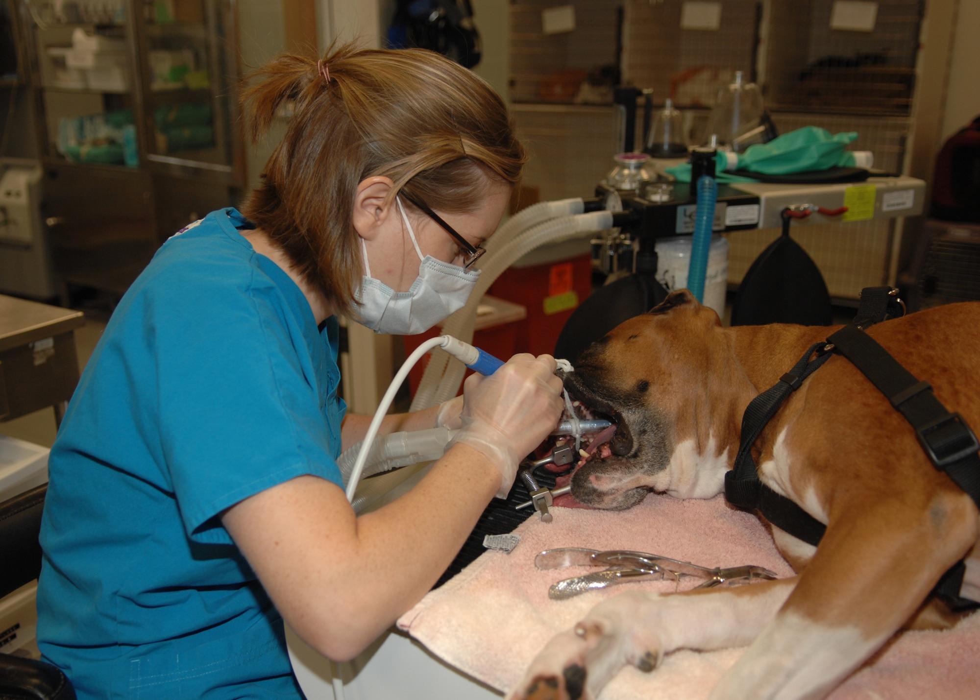 Veterinary technician Dani Wheeler cleans a patient's teeth at the Aviano Veterinary Clinic recently. The clinic serves about 3,000 patients, which include mostly dogs and cats, averaging about 100 appointments a week. (U.S. Air Force photo/Senior Airman Taylor Marr)