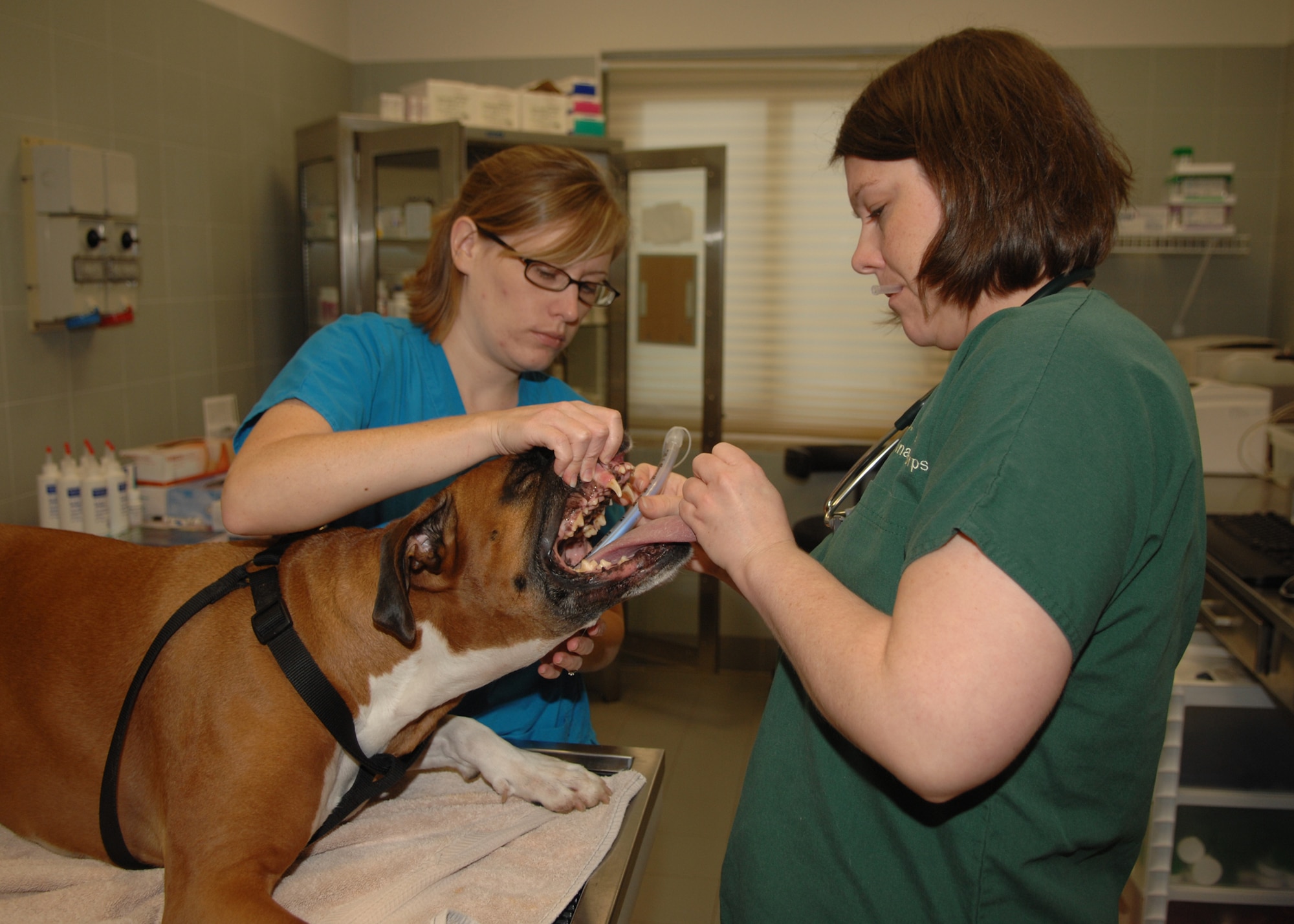 Doctor Stephanie Kraft (right) and veterinary technician Dani Wheeler insert a tracheal tube into a patient named Rocky before he goes into surgery to get a growth removed. The clinic, which services mostly dogs and cats, averages about 100 appointments a week, including about eight surgical procedures. (U.S. Air Force photo/Senior Airman Taylor Marr)