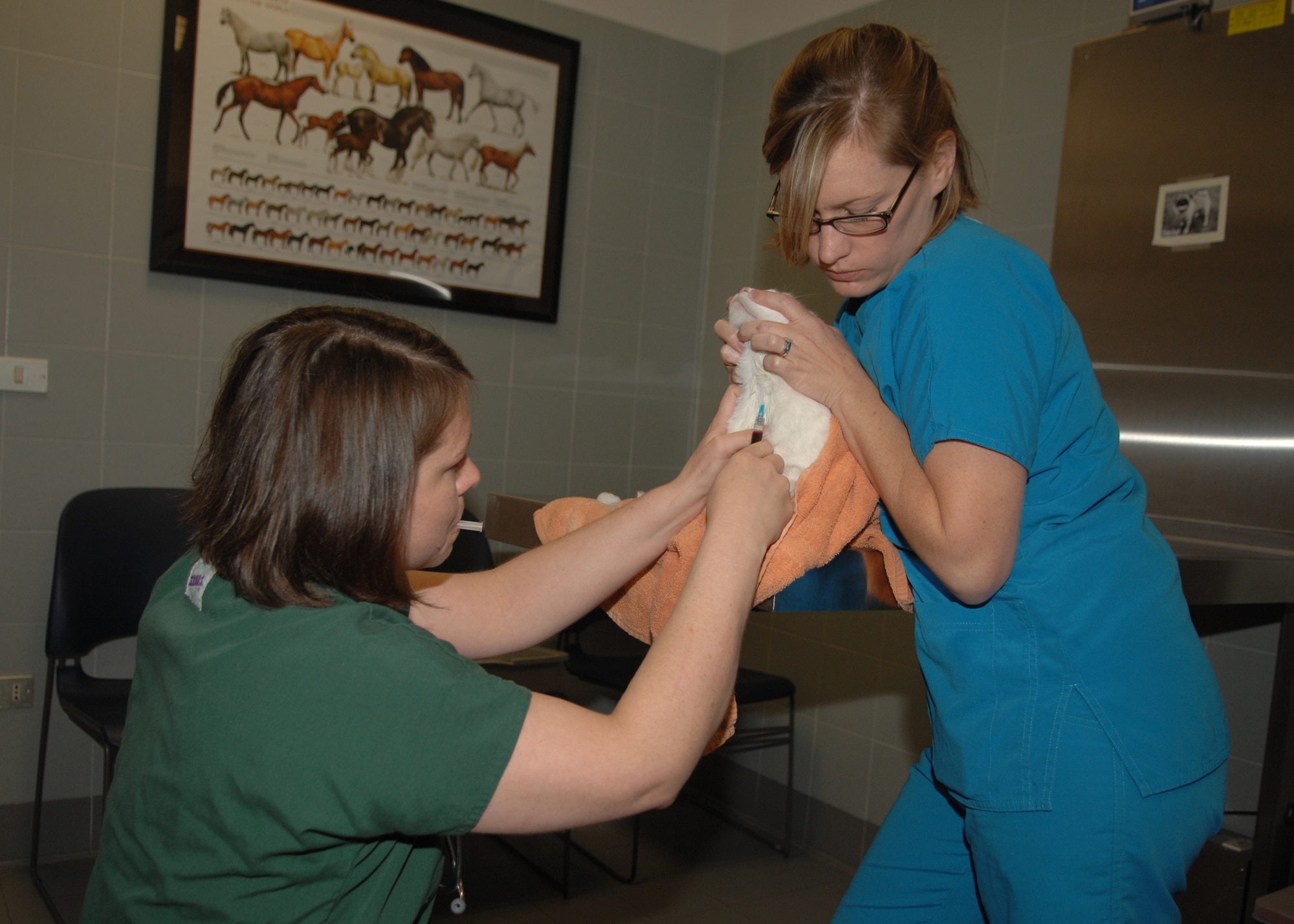 Doctor Stephanie Kraft and veterinary technician Dani Wheeler draw blood from a cat for blood testing at the Aviano Veterinary Clinic recently. The clinic services more than 3,000 patients including the eight military working dogs stationed on base. (U.S. Air Force photo/Senior Airman Taylor Marr)