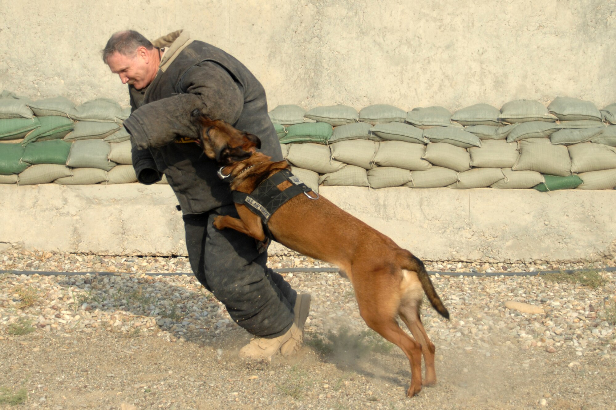 Kirkuk Regional Air Base, Iraq -- Tech. Sgt. Jeff Walston receives firsthand experience on the capabilities of military working dogs from Diego Nov. 2, 2008. Sergeant Walston was researching MWD for a story. Sergeant Walston is a public affairs craftsman assigned to the 506th Air Expeditionary Group and is deployed from Barksdale Air Force Base, La. (U.S. Air Force photo by Senior Airman Charles McNamara)