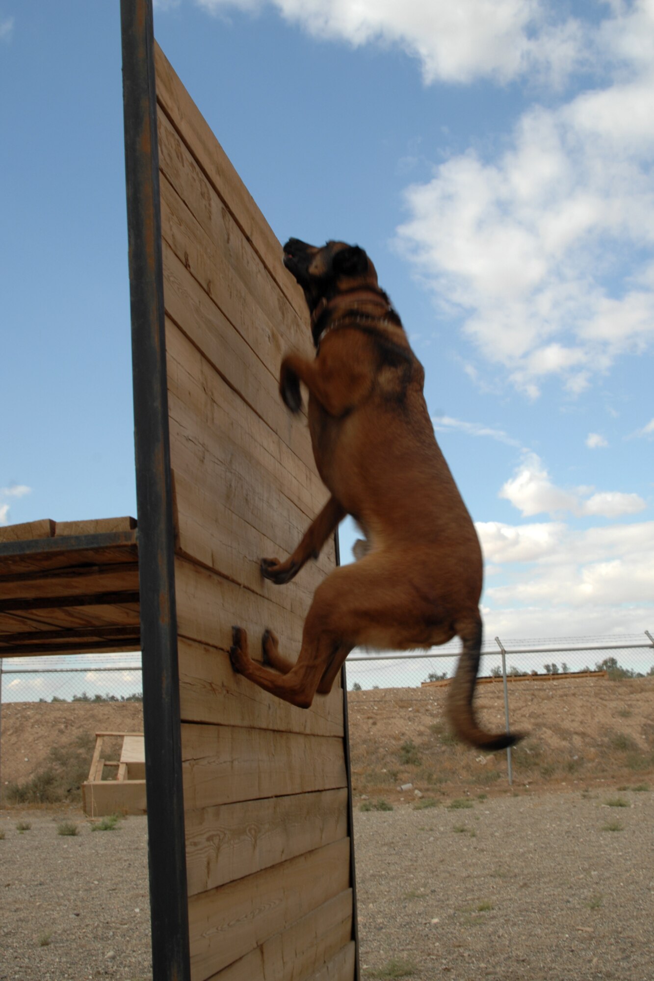 Kirkuk Regional Air Base, Iraq -- Diego climbs an eight foot obstacle Nov. 1, 2008. Diego, a 6-year-old Belgium Malinois weighing 72 pounds, is the only military working dog at KRAB capable of this feat. Diego and his handler, Staff Sgt. Robert Starkweather are assigned to the 506th Expeditionary Security Forces Squadron, K-9 Unit. They are both deployed from Misawa Air Base, Japan. (U.S. Air Force photo by Tech. Sgt. Jeff Walston)
