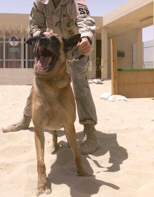 Military working dog Sonja is pictured here during a deployment to Qatar. Sonja is retiring after a nine-year Air Force career.(Courtesy photo)