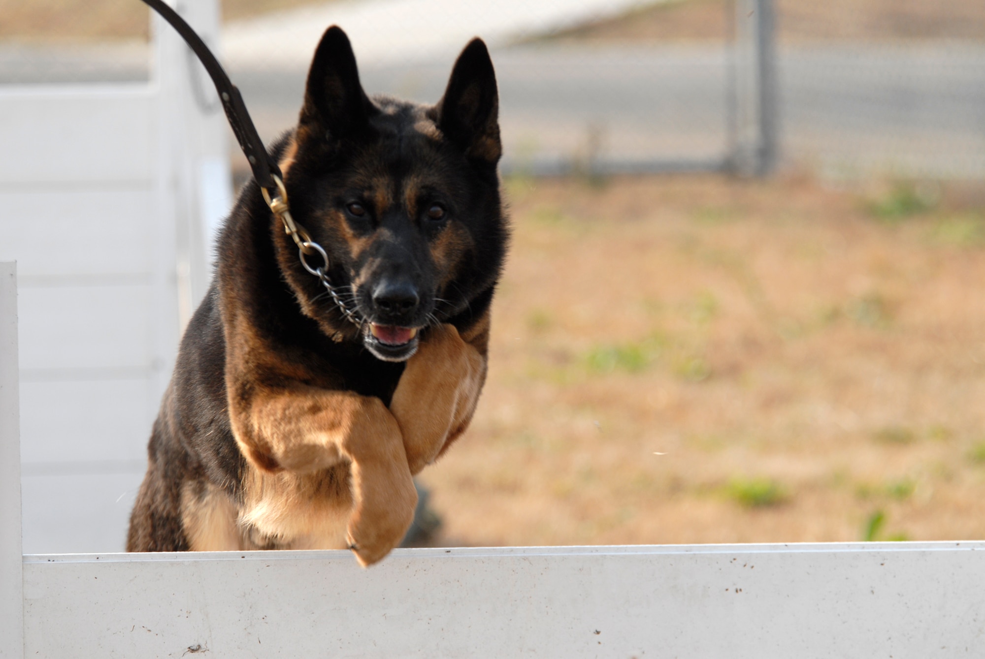 Rex, an 8th Security Forces Military Working Dog, negotiates an obstacle during training, Dec. 10, 2008, Kunsan Air Base, Republic of Korea. Rex has served the Air Force for five years.  (U.S. Air Force Photo by SSgt Jason Colbert)
