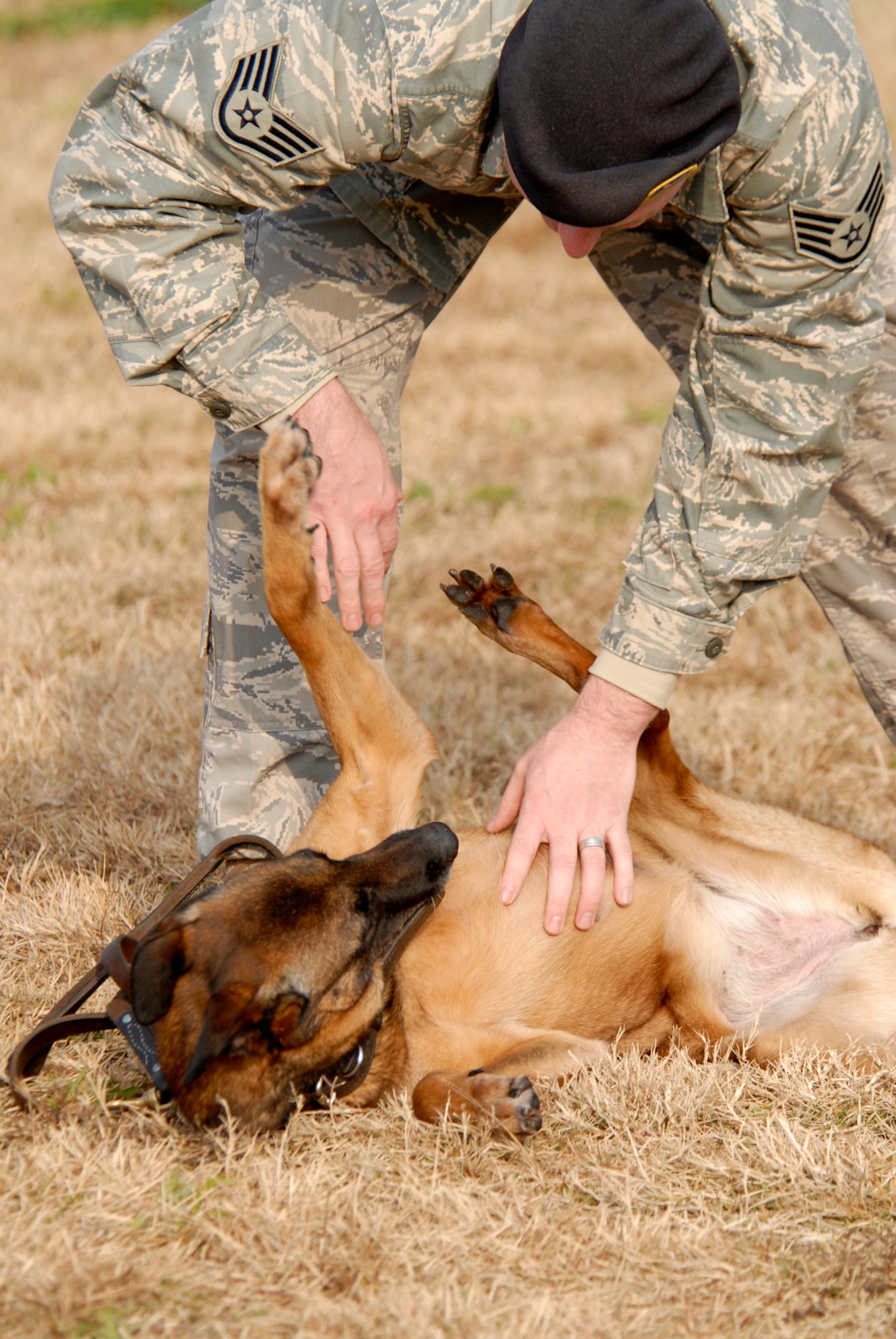 Staff Sgt. William Riney, 8th Security Forces Squadron, rewards his military working dog Ccassandra with affection after a successfull training session, Dec. 10, 2008, at Kunsan Air Base, Republic of Korea. Ccassandra has served the Air Forces for eight years. (U.S. Air Force Photo by SSgt Jason Colbert)