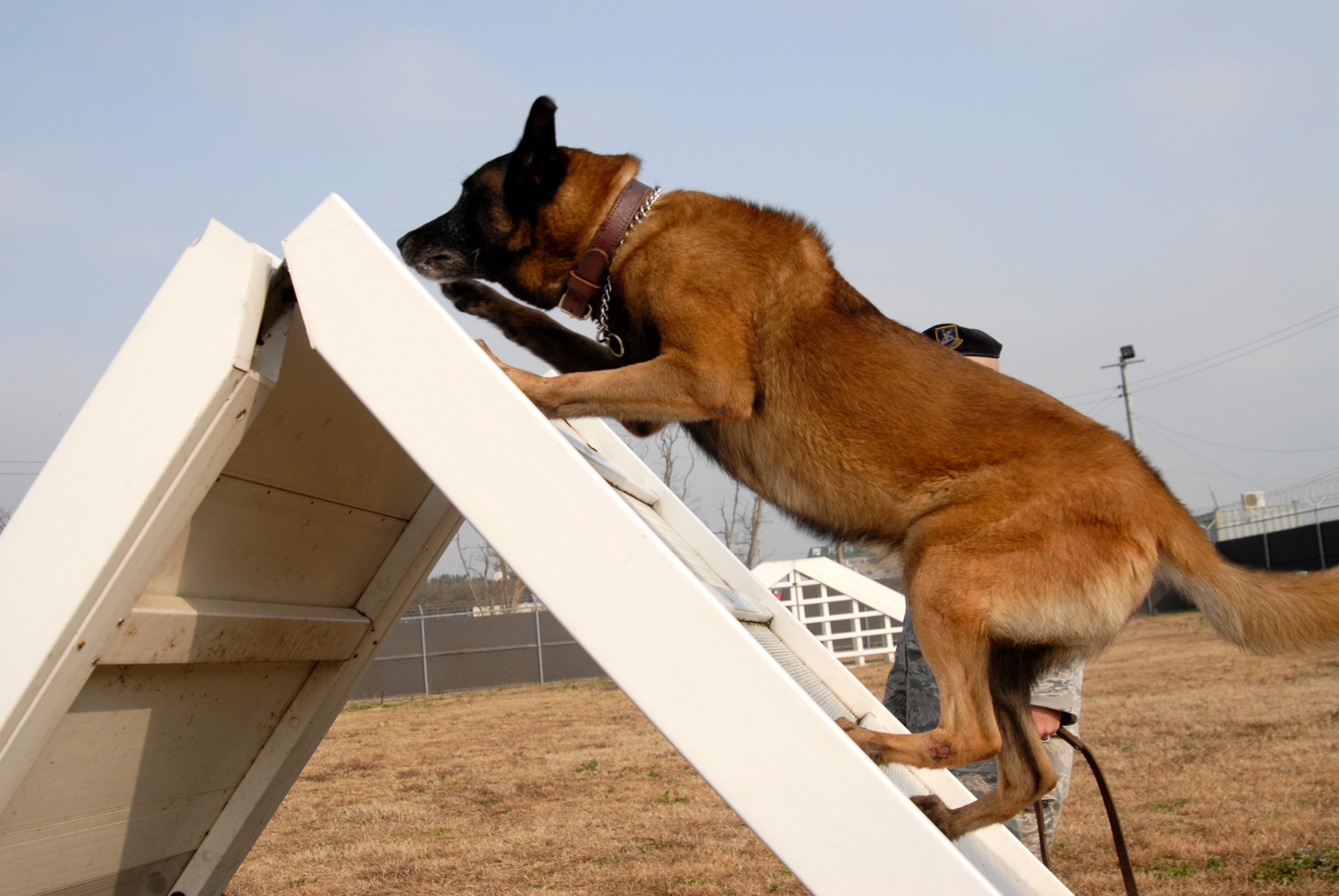Daemon, an 8th Security Forces Squadron Military Working Dog, traverses an A-Frame obstacle during training, Dec. 10, 2008, Kunsan Air Base, Republic of Korea. Daemon has been served the Air Forces for nine years.  (U.S. Air Force Photo by SSgt Jason Colbert)