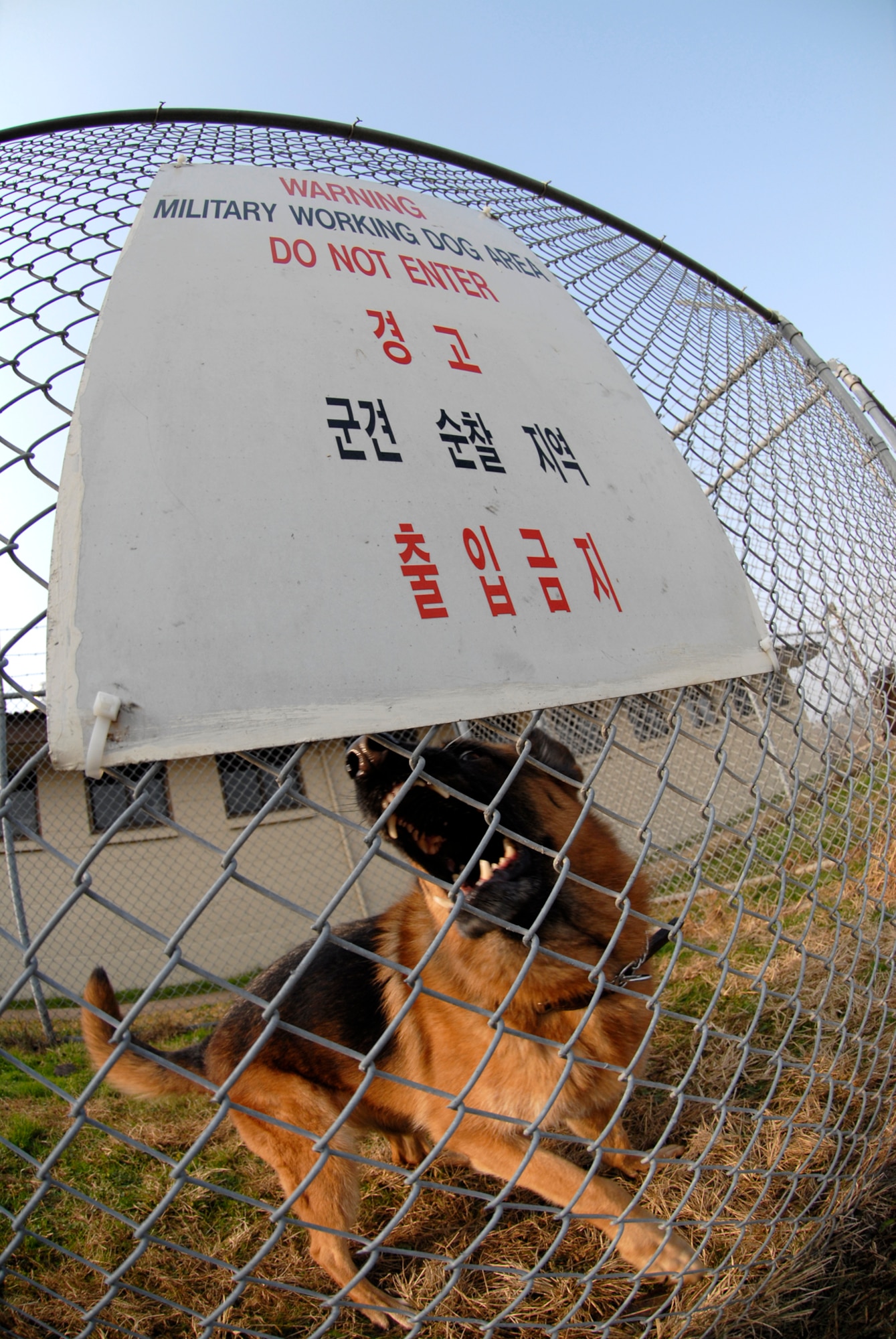 Ciba, an 8th Security Forces Military Working Dog, warns intruders to stay away, Dec. 10, 2008, Kunsan Air Base, Republic of Korea. Ciba has been served the U.S. Air Forces for 6 years.  (U.S. Air Force Photo by SSgt Jason Colbert)