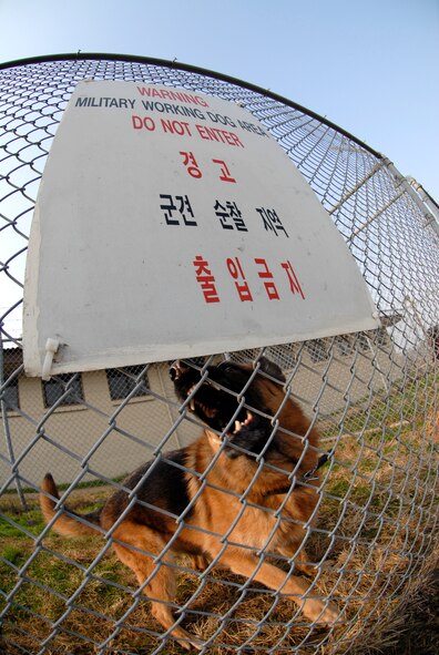 Ciba, an 8th Security Forces Military Working Dog, warns intruders to stay away, Dec. 10, 2008, Kunsan Air Base, Republic of Korea. Ciba has been served the U.S. Air Forces for 6 years.  (U.S. Air Force Photo by SSgt Jason Colbert)