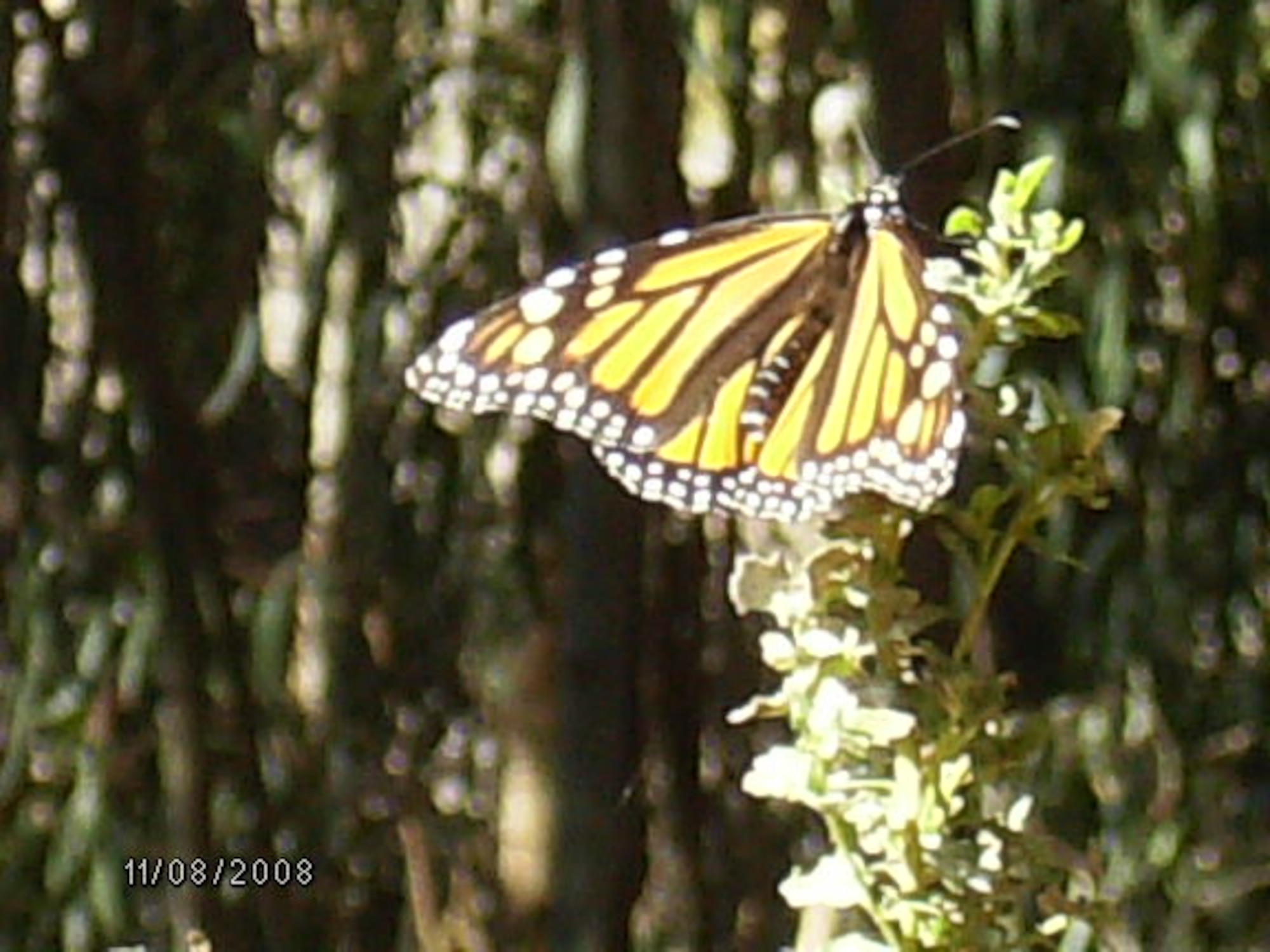 VANDENBERG AIR FORCE BASE, Calif. --  Although eucalyptus trees are not native, some groves provide the only available protection to the monarchs during critical wintering months, including groves on Vandenberg. Because VAFB has many groves of eucalyptus trees available for the monarchs, there are generally smaller numbers of monarchs at each site, than other sites along the coastline. (Photo by Robert Bumpass)