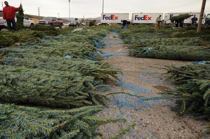 Free Christmas trees are laid out for Airmen on Nellis Air Force Base, Nev., Dec. 12, 2008. Trees for Troops, a charity program sponsored by the Christmas SPIRIT Foundation and FedEx, donated approximately 750 Christmas trees to Nellis and Creech Airmen and their families.  (U.S. Air Force Photo / Airman 1st Class Stephanie Rubi)