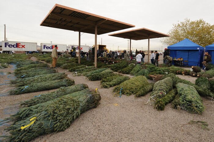 Free Christmas trees are laid out for Airmen on Nellis Air Force Base, Nev., Dec. 12, 2008. Trees for Troops, a charity program sponsored by the Christmas SPIRIT Foundation and FedEx, donated approximately 750 Christmas trees to Nellis and Creech Airmen and their families.  (U.S. Air Force Photo / Airman 1st Class Stephanie Rubi)
