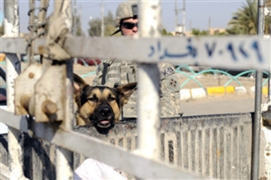 U.S. Air Force working dog Nemo inspects the bed of an Iraqi truck in Ghazaliya, Baghdad, Iraq, Dec. 9, 2008. Airmen assigned to the 1st Infantry Division's Red Platoon, 4th Squadron, 5th Cavalry Regiment are teaming up with two dog teams to search cars at Iraqi army checkpoints.