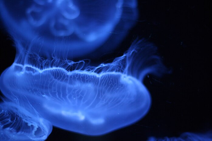 Moon jellyfish gracefully swim in one of Okinawa Churaumi Aquarium's many tanks Dec. 20, 2008. Crowds of visitors huddled around the tank to watch the fish glide through the water.