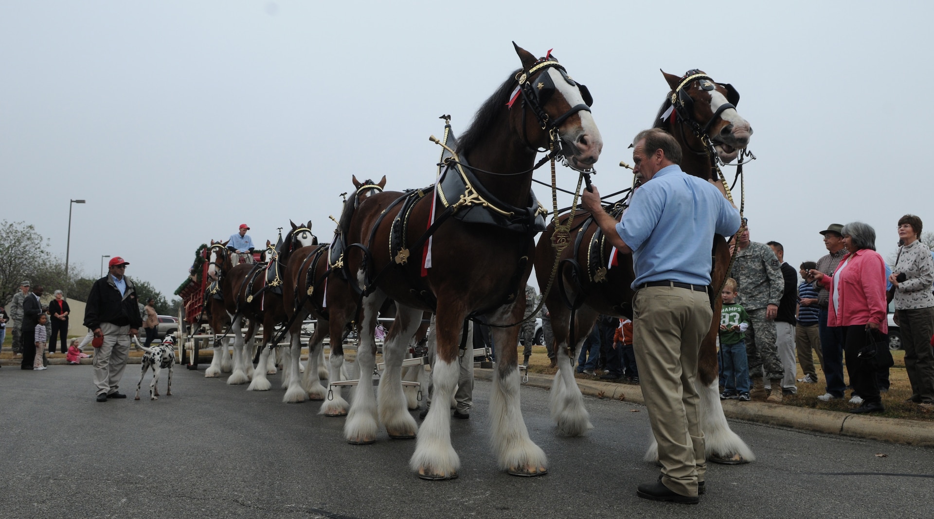 Friends, families and members of Team Randolph gathered at the base exchange Dec. 18 to catch a glimpse of the famous Clydesdale horses used for promotions and commercials by the Anheuser-Busch Brewing Company. (Photo by Rich McFadden)