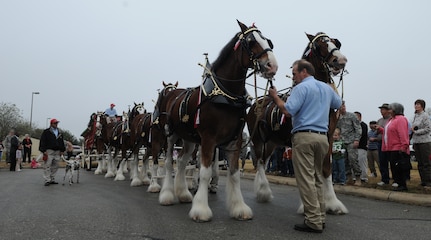 Friends, families and members of Team Randolph gathered at the base exchange Dec. 18 to catch a glimpse of the famous Clydesdale horses used for promotions and commercials by the Anheuser-Busch Brewing Company. (Photo by Rich McFadden)