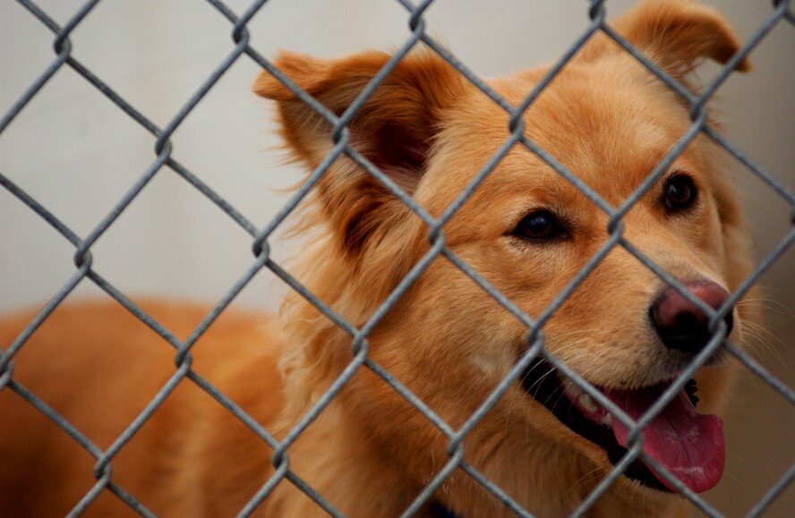 Karing Kennels, located near Gate 3, takes care of abandoned pets until a new home can be found for them, Kadena Air Base, Japan. (U.S. Air Force photo/Tech. Sgt. Rey Ramon) 
