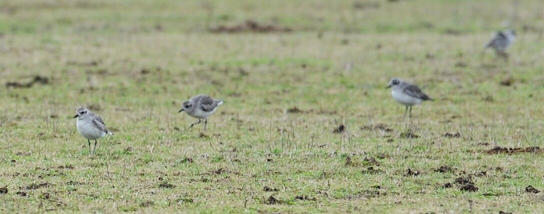 LANGLEY AIR FORCE BASE, Va. – Some Black-bellied Plovers search for food in the open area behind the Langley stables Dec. 20.  These were just some of the 61 Black-bellied Plovers counted during the annual winter bird count, which is held each December.  (U.S. Air Force photo/Airman 1st Class Zachary Wolf)