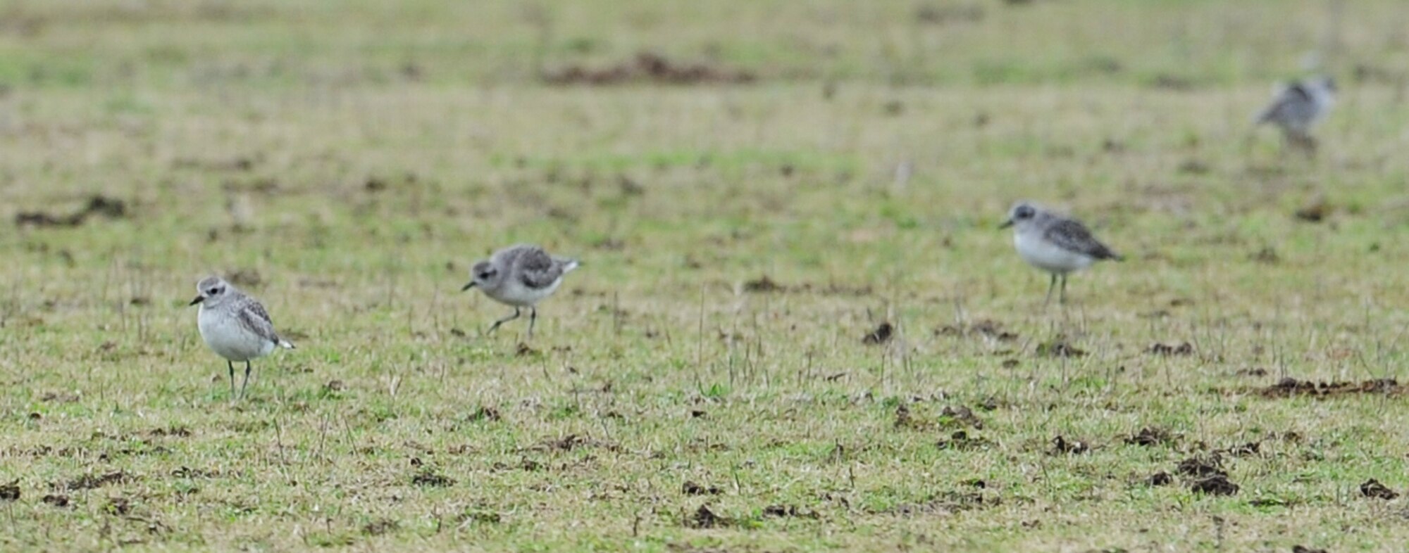 LANGLEY AIR FORCE BASE, Va. – Some Black-bellied Plovers search for food in the open area behind the Langley stables Dec. 20.  These were just some of the 61 Black-bellied Plovers counted during the annual winter bird count, which is held each December.  (U.S. Air Force photo/Airman 1st Class Zachary Wolf)