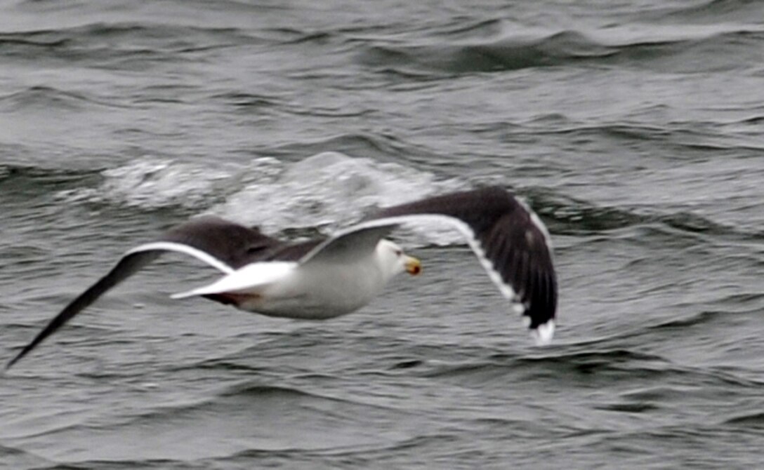 LANGLEY AIR FORCE BASE, Va. -- A Ring-billed Gull glides over the water near the King Street bridge Dec. 20.  It was one of 61 Ring-billed Gulls counted during the annual winter bird count, which is held each December.  (U.S. Air Force photo/Airman 1st Class Zachary Wolf)
