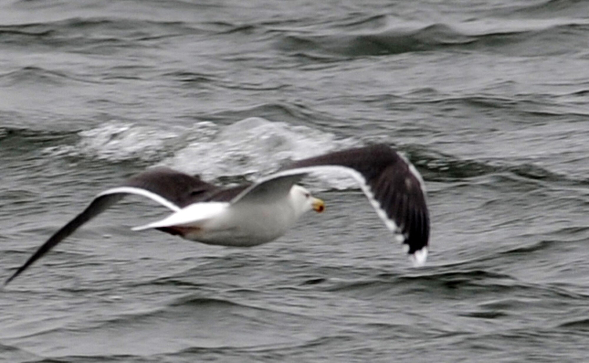 LANGLEY AIR FORCE BASE, Va. -- A Ring-billed Gull glides over the water near the King Street bridge Dec. 20.  It was one of 61 Ring-billed Gulls counted during the annual winter bird count, which is held each December.  (U.S. Air Force photo/Airman 1st Class Zachary Wolf)