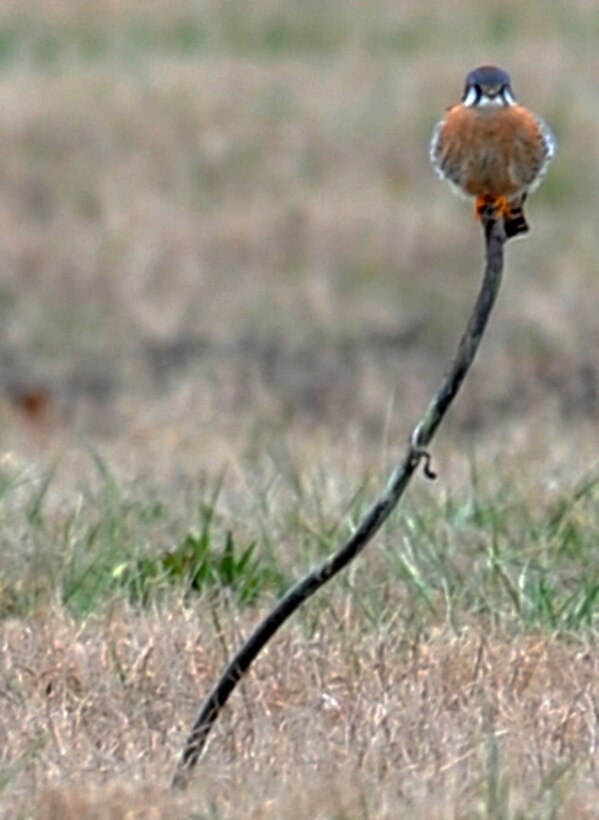 LANGLEY AIR FORCE BASE, Va. – An American Kestrel perches atop a stick at the end of the flight line Dec. 20.  This was one of eight American Kestrels counted during the annual winter bird count, which is held each December.  (U.S. Air Force photo/Airman 1st Class Zachary Wolf)

