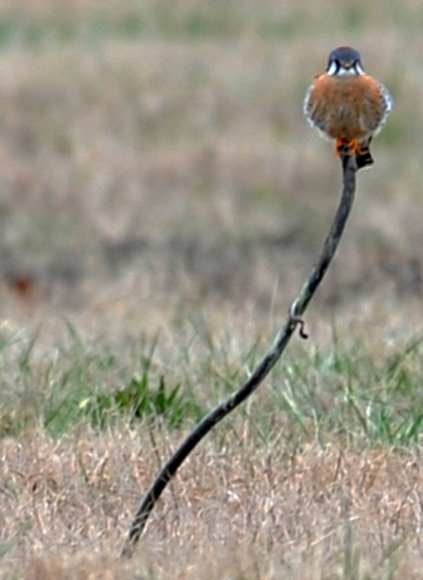 LANGLEY AIR FORCE BASE, Va. – An American Kestrel perches atop a stick at the end of the flight line Dec. 20.  This was one of eight American Kestrels counted during the annual winter bird count, which is held each December.  (U.S. Air Force photo/Airman 1st Class Zachary Wolf)
