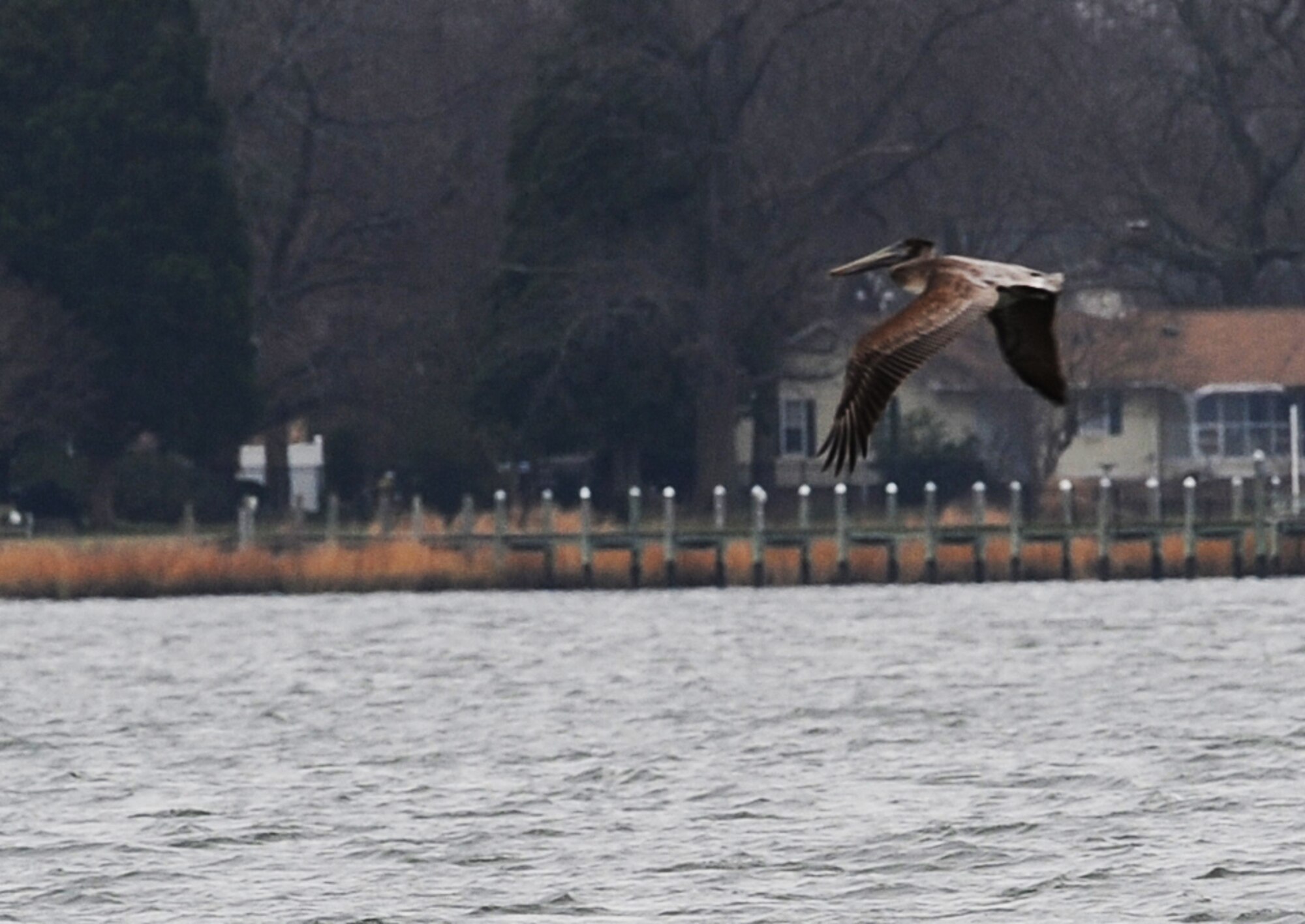 LANGLEY AIR FORCE BASE, Va. – A Brown Pelican glides over the water near the King Street gate Dec. 20.  It was one of 18 Brown Pelicans counted during the annual winter bird count, which is held each December.  (U.S. Air Force photo/Airman 1st Class Zachary Wolf)